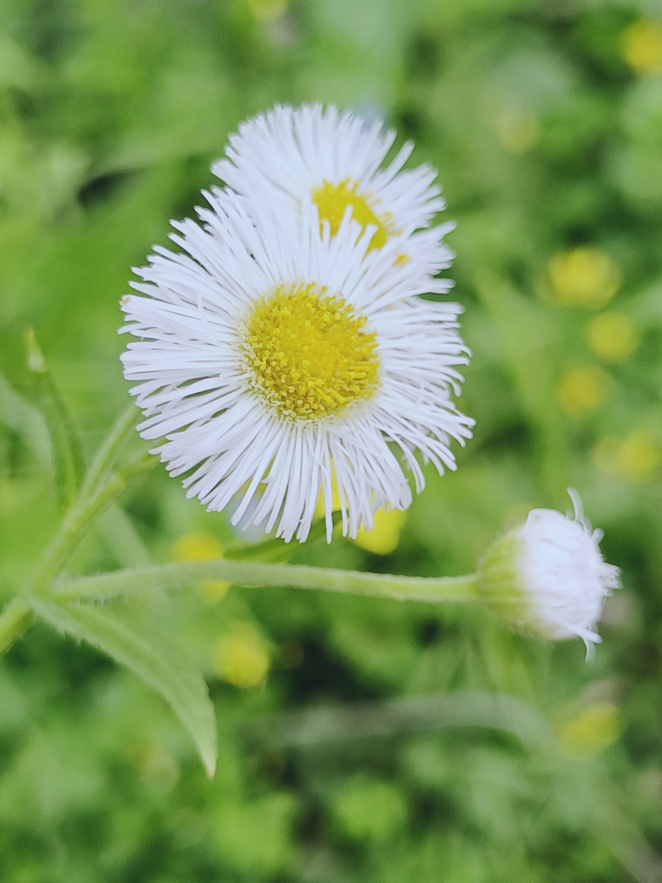 【摄影首发】春飞蓬