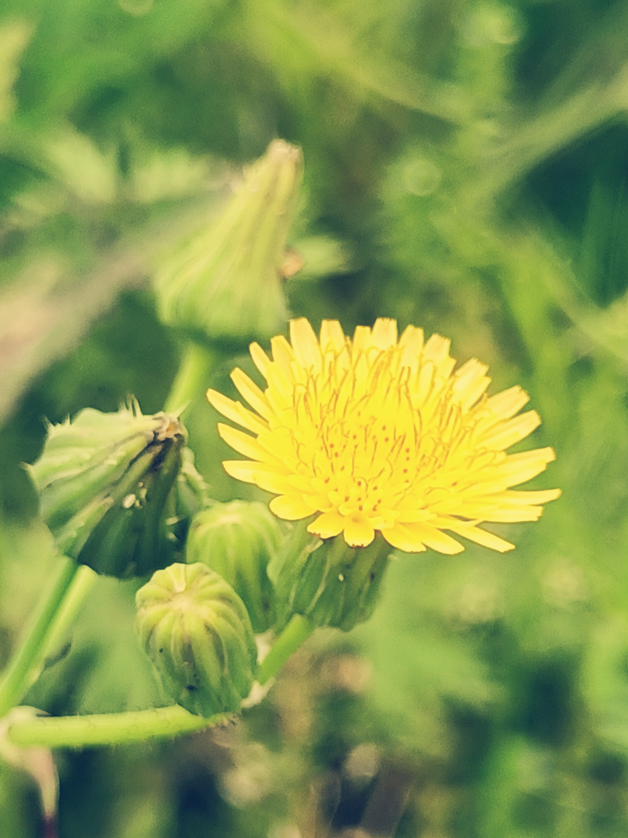 【摄影首发】微距下的苣荬菜