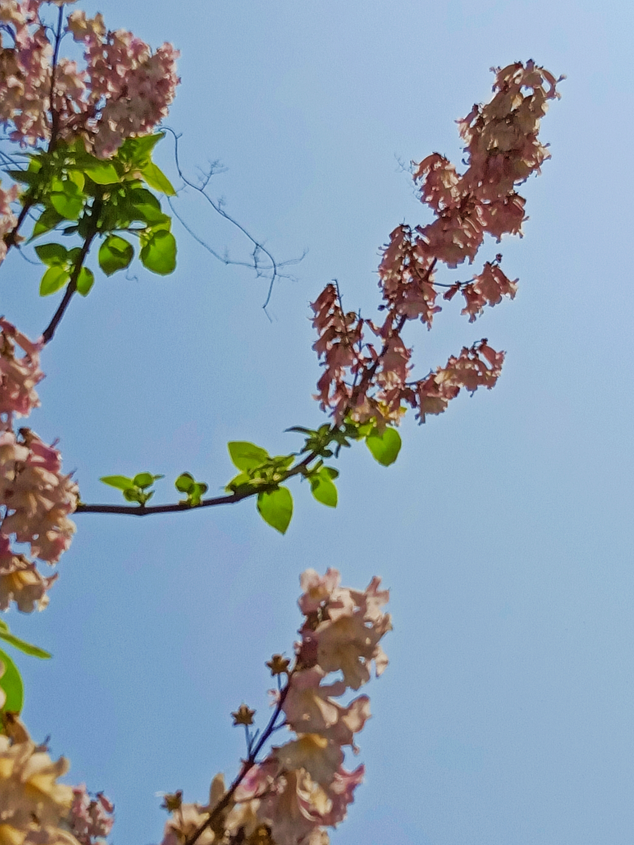 蓝天下的梧桐花 首发