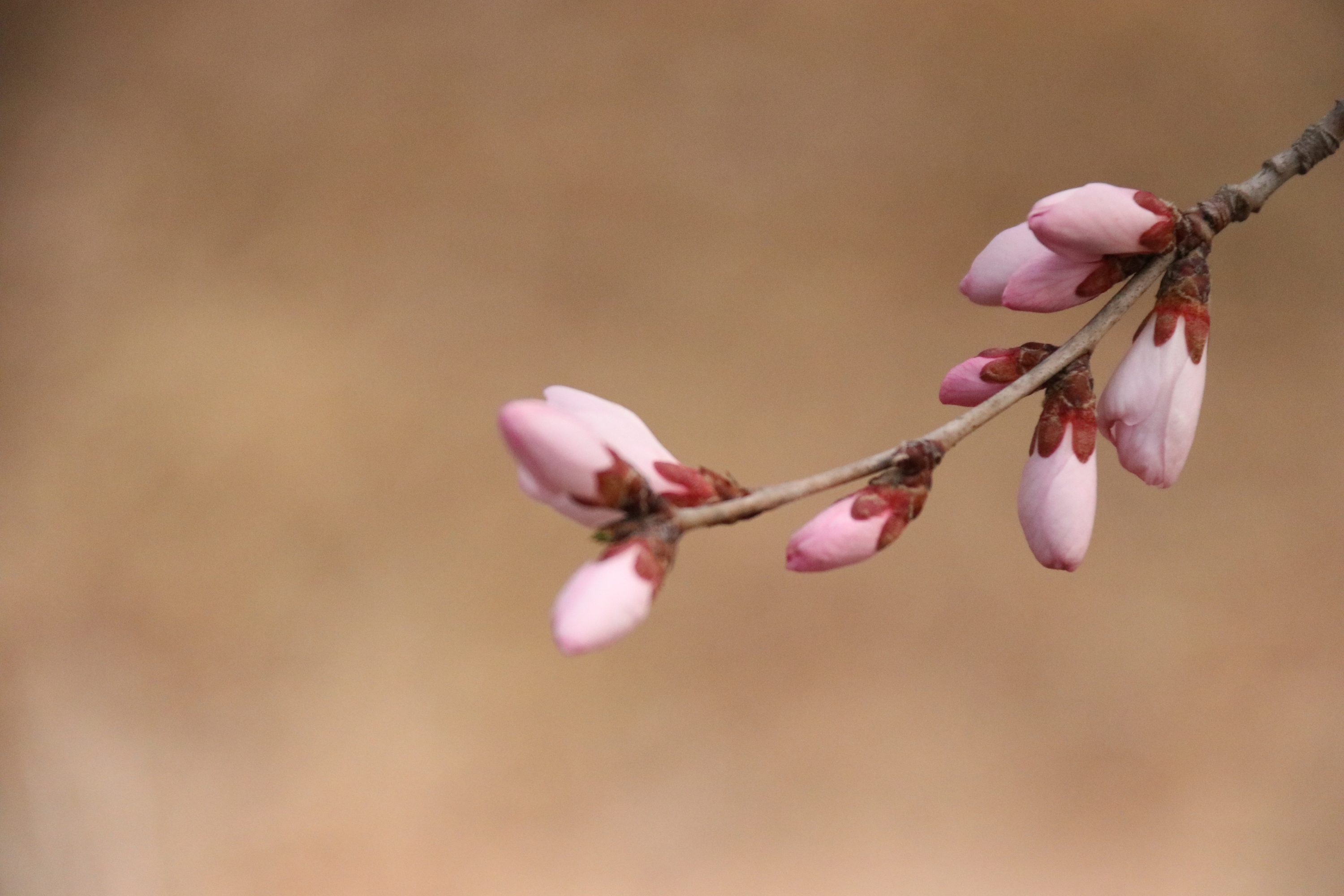 山桃花