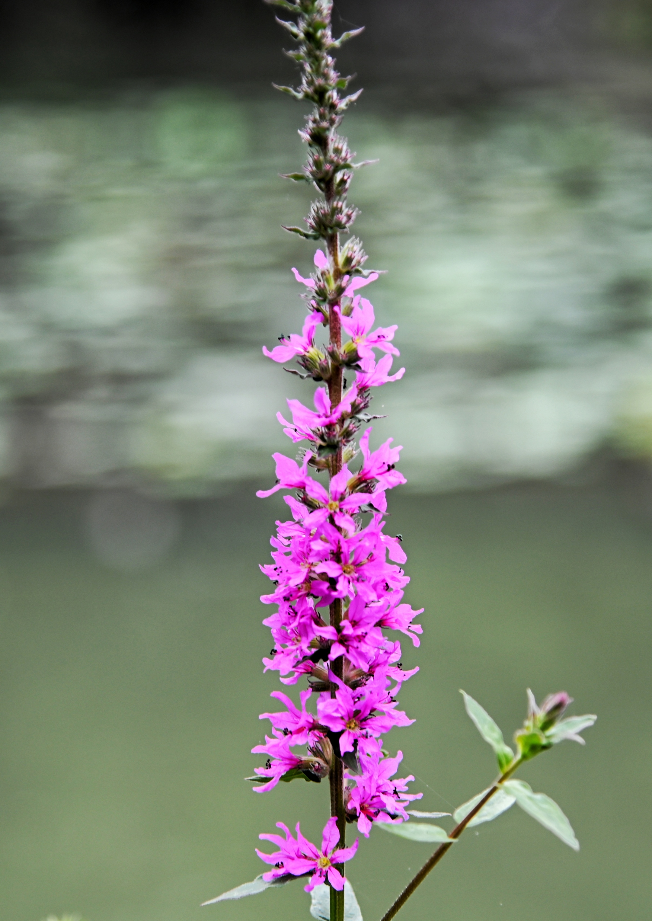 千屈菜花《首发》