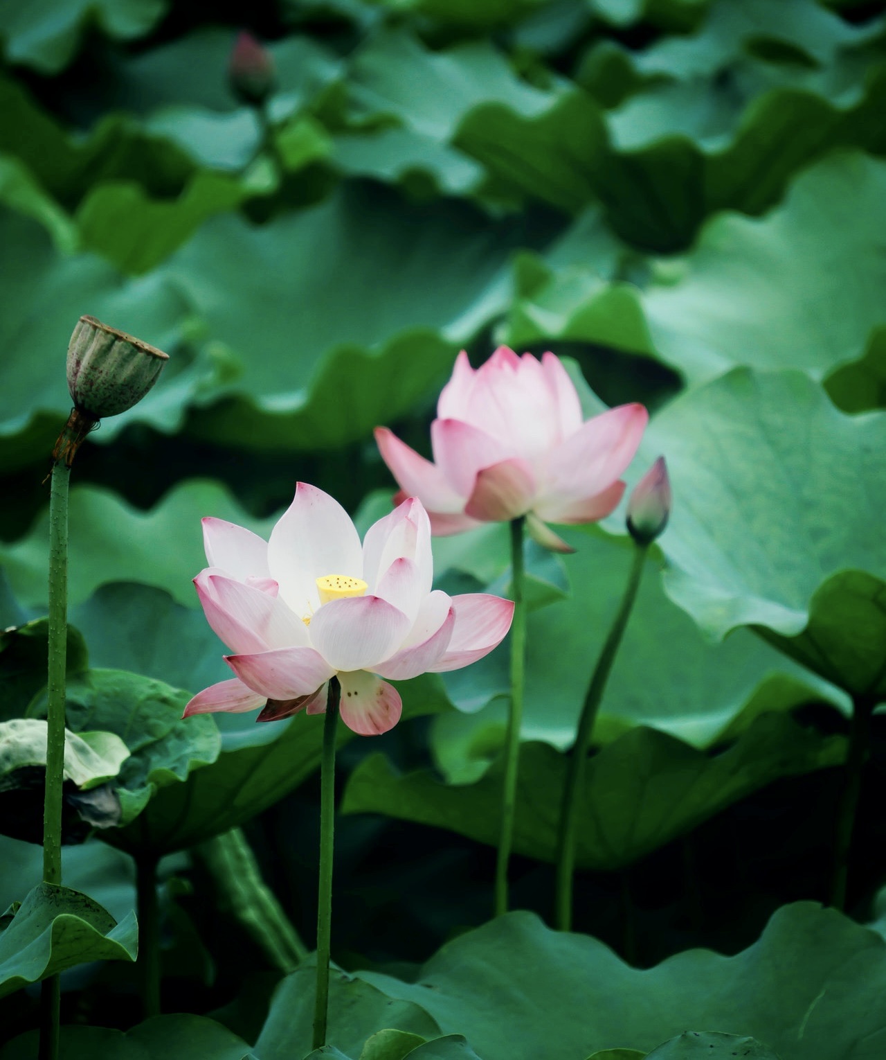 六月,池塘的荷花已悄然绽放,一朵朵,静静的在莲叶间,优雅又高贵