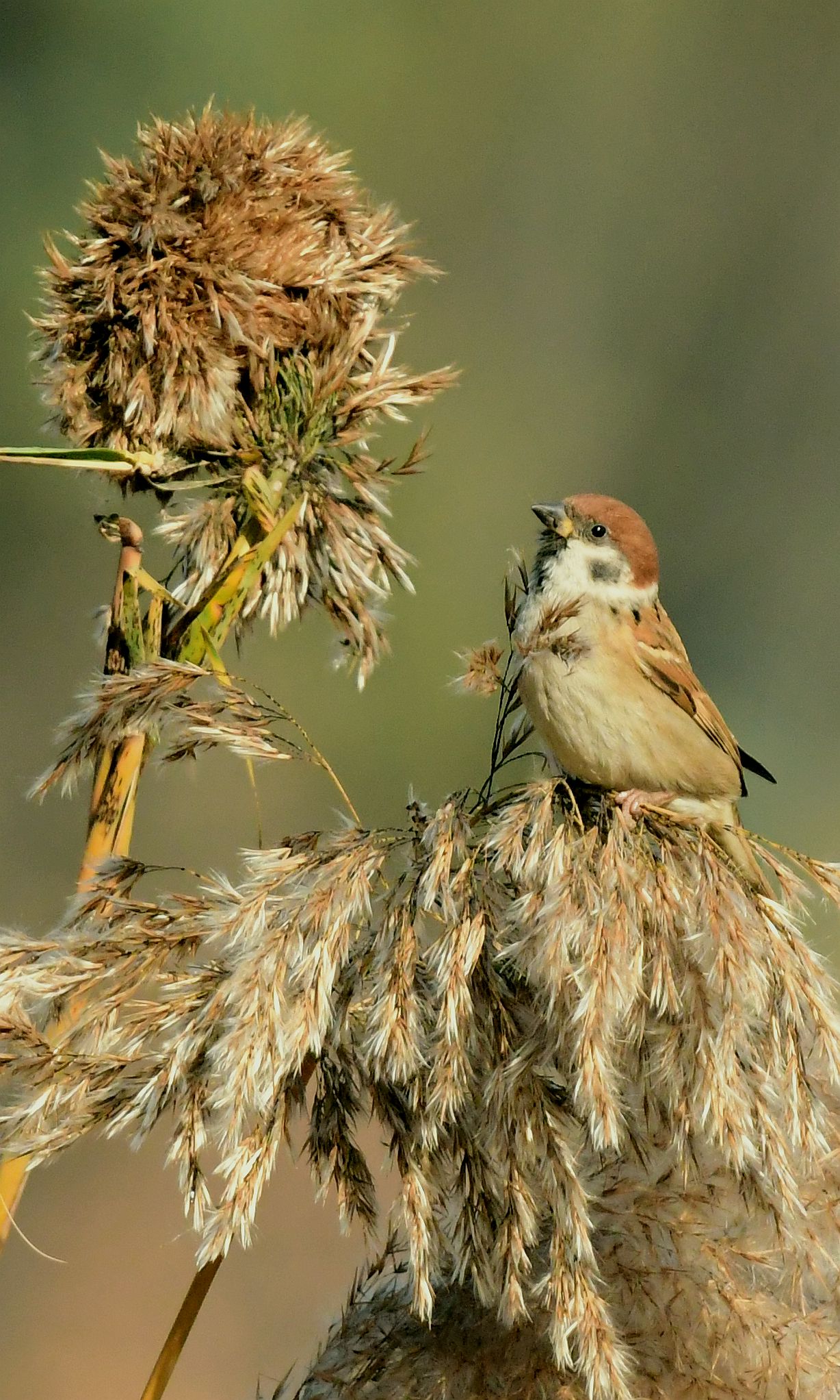常见的鸟一一麻雀【首发】
