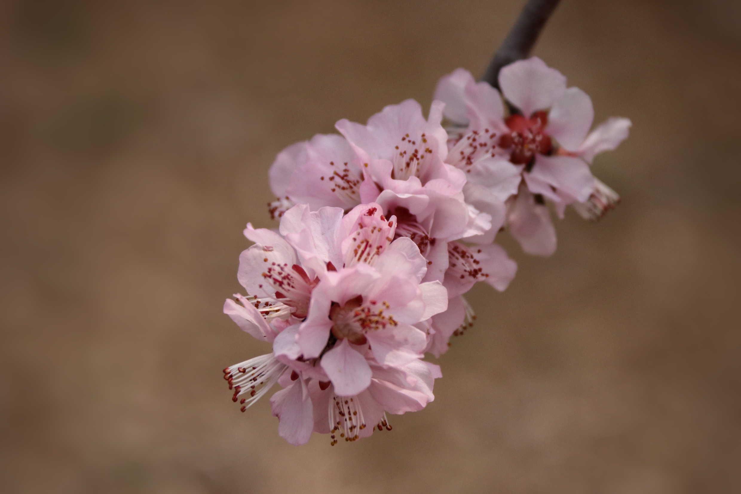 山桃花图片高清大图图片