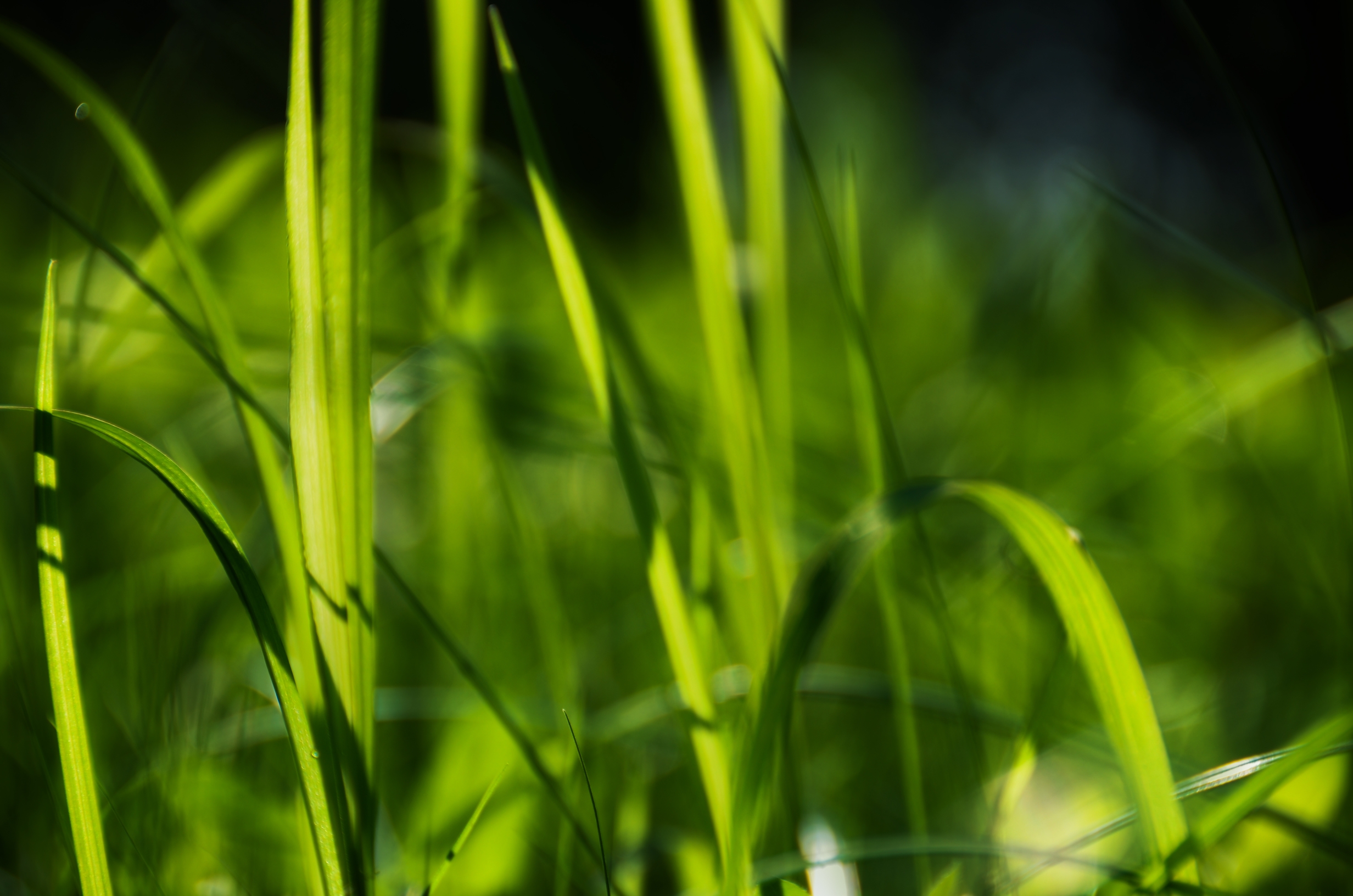 夏日小草【首发】