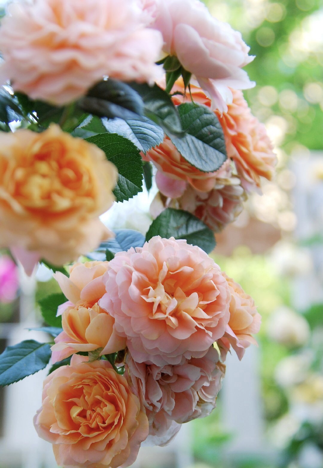 【首发】丰花月季(六)