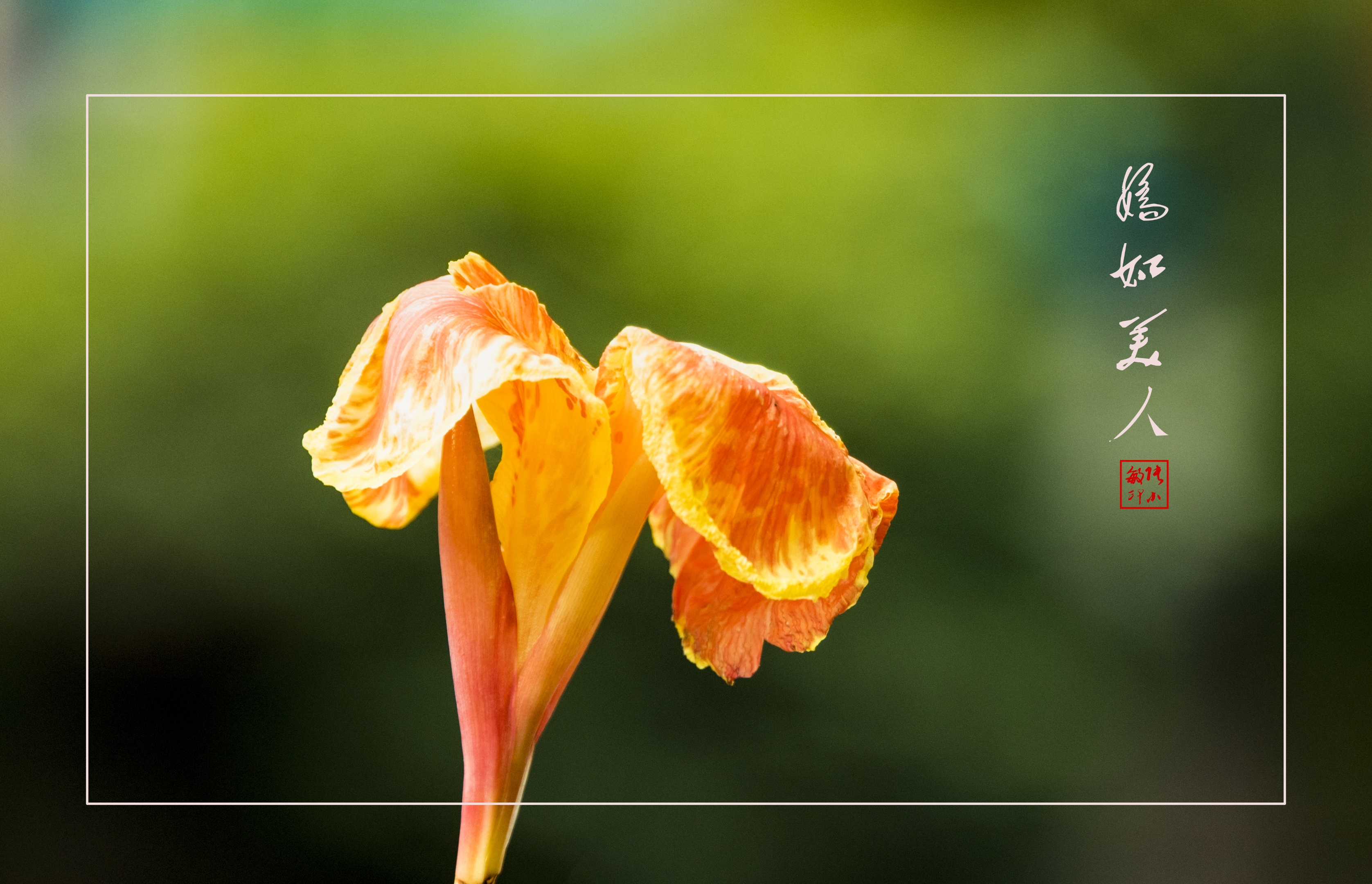 晕染夏日的美人蕉(首发)