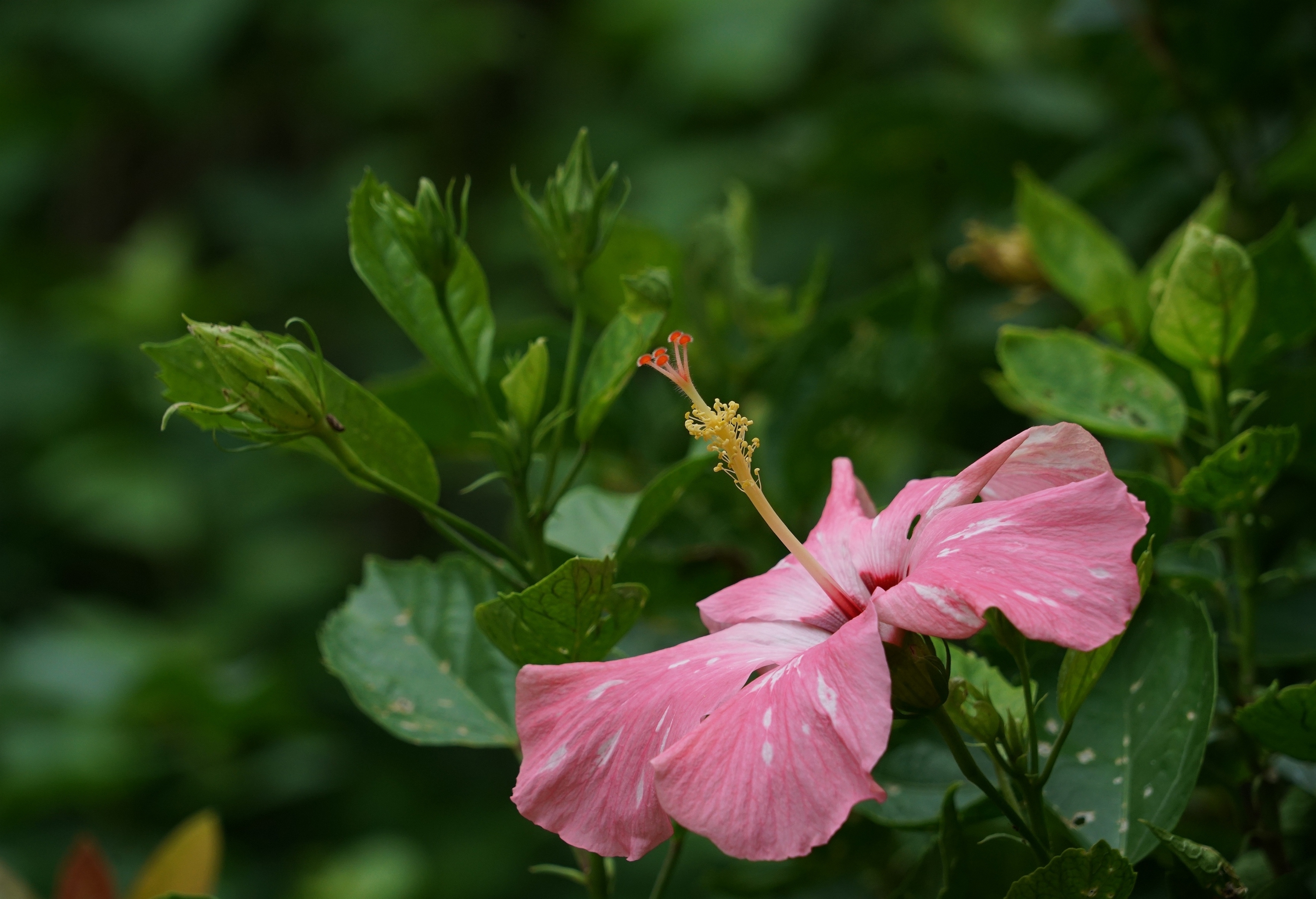 佛槿粉妆扮娇颜