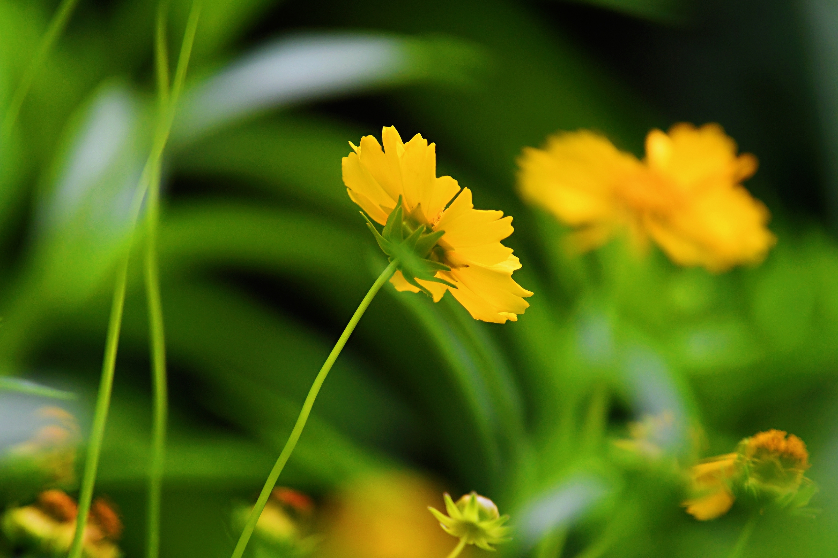 夏日路边的菊1