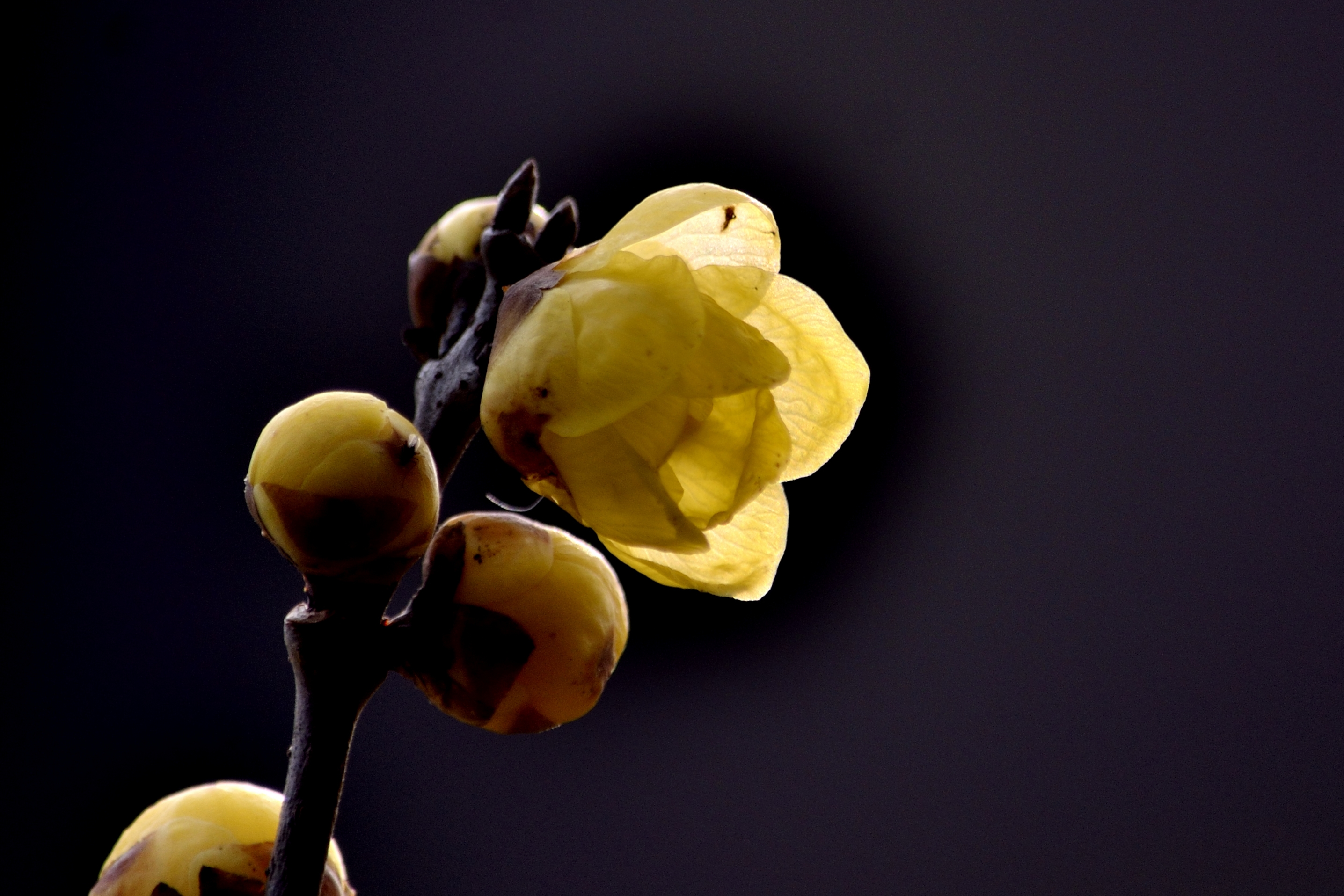 蜜房做就花枝色, 天向梅梢别出奇,国香未许世人知.