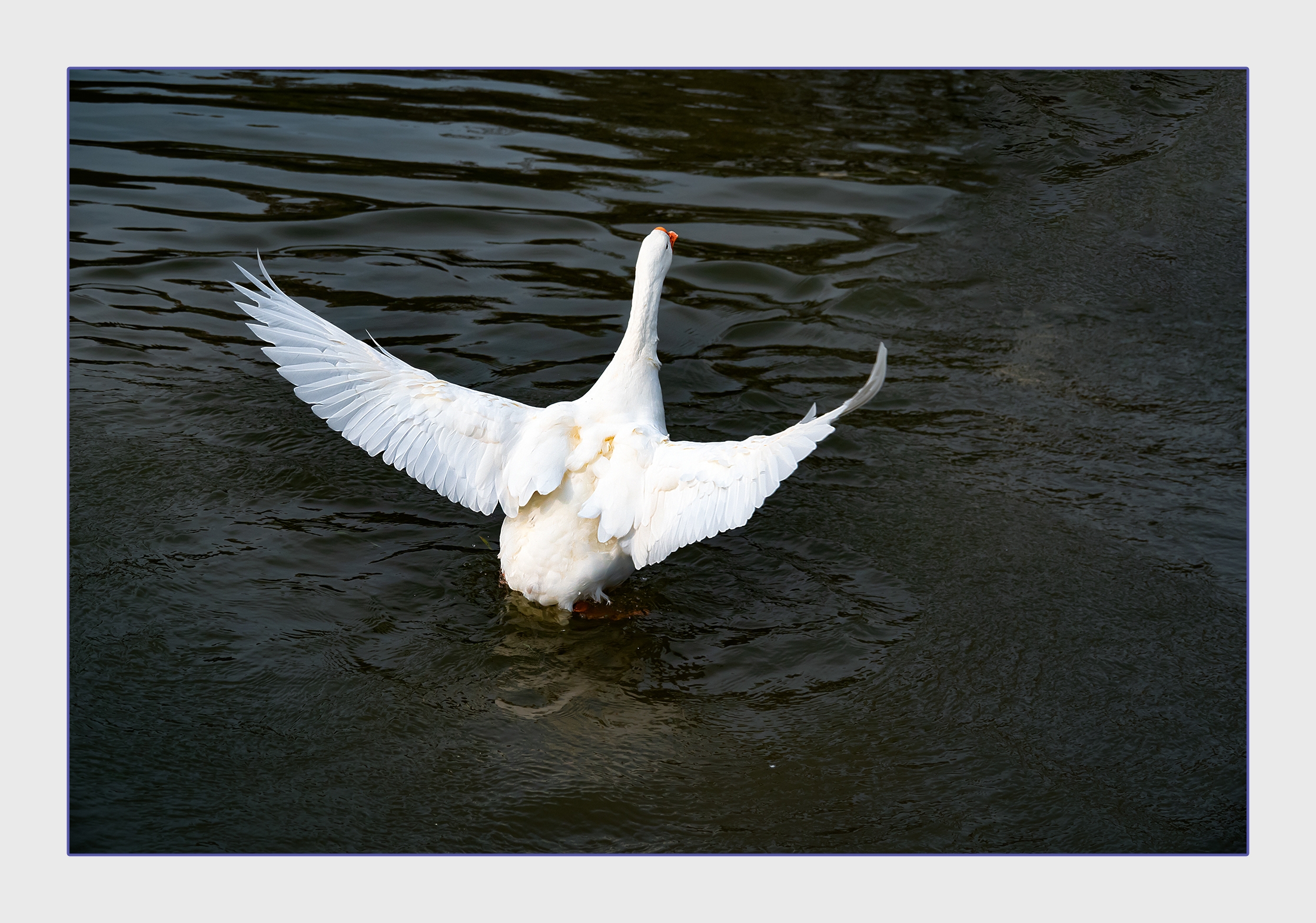 为了争夺食物,两只大白鹅与黑天鹅打起来了,白鹅好凶啊!