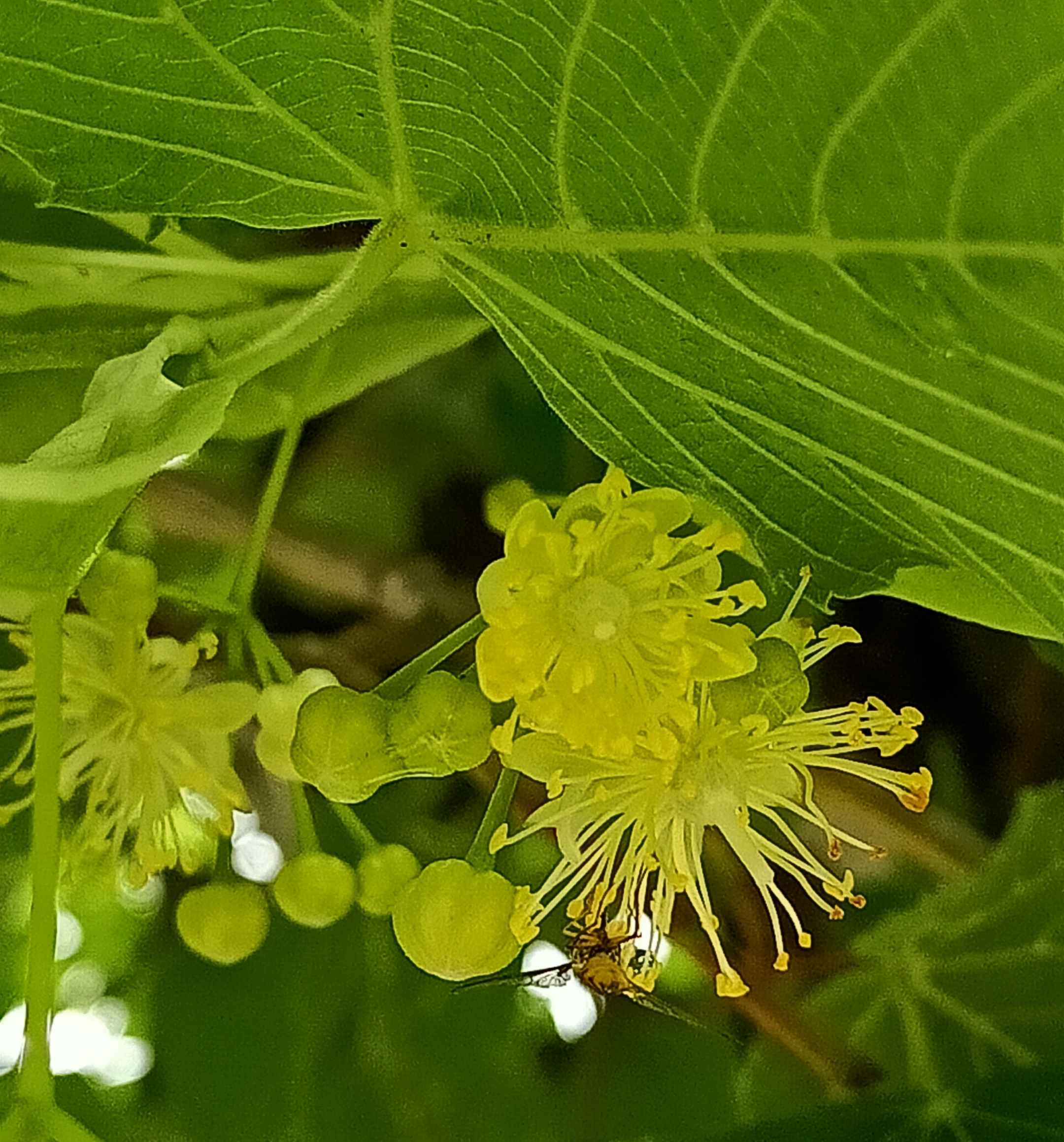 amurensis 椴树科 tiliaceae · 椴树属 tilia 别名:椴树,籽椴 紫椴的