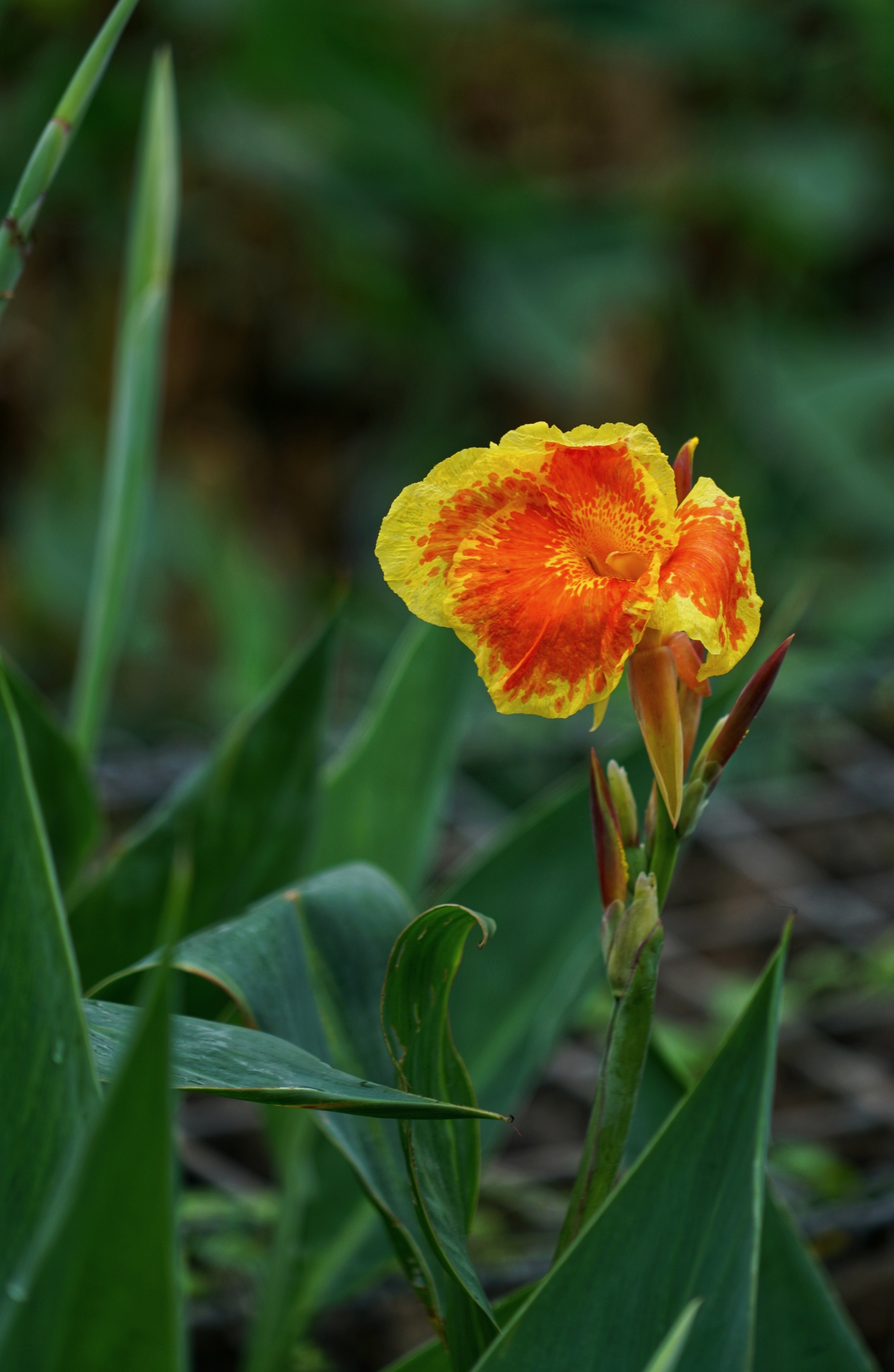 一枝独秀绿丛中