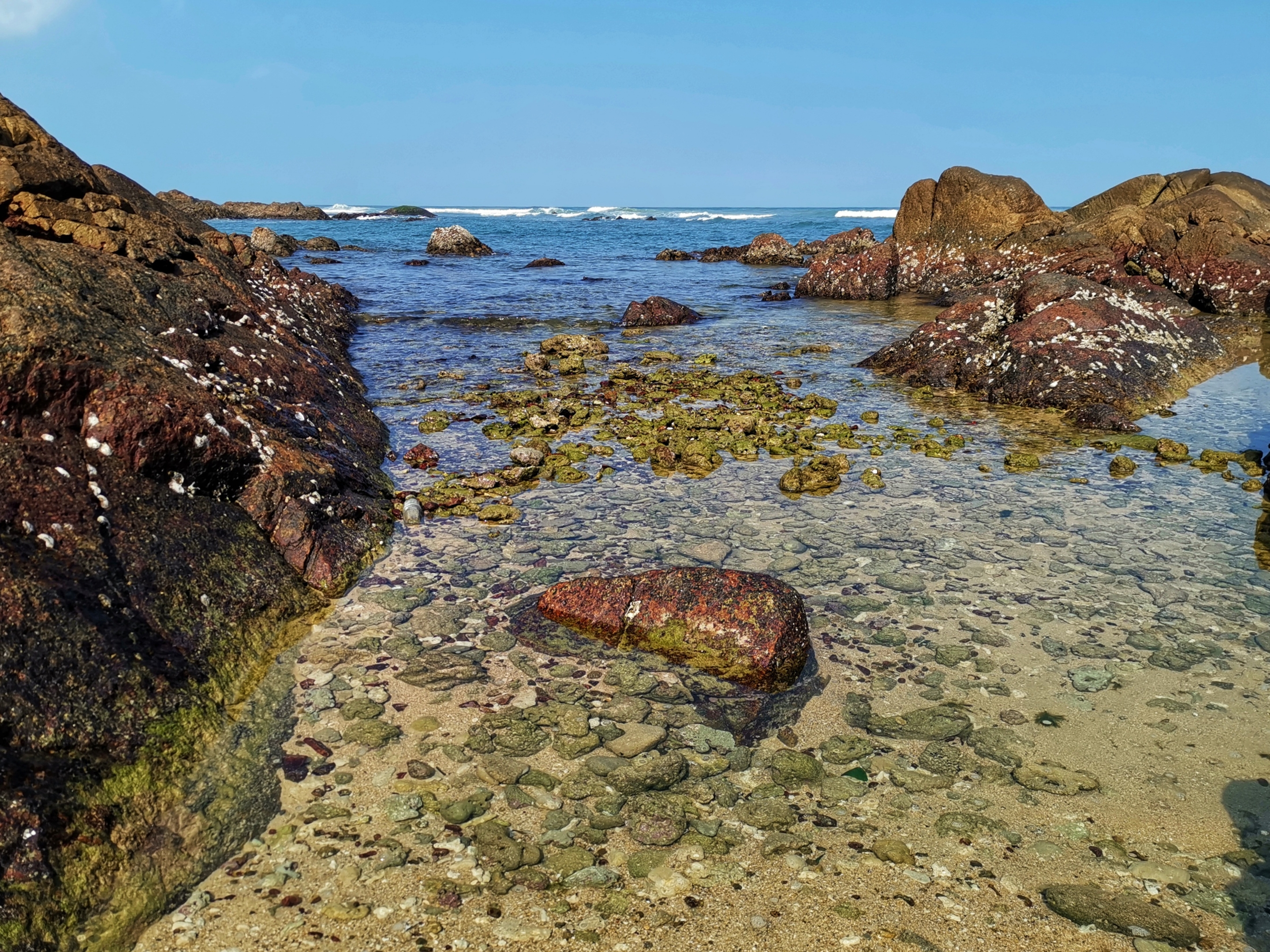 晶莹剔透景心角