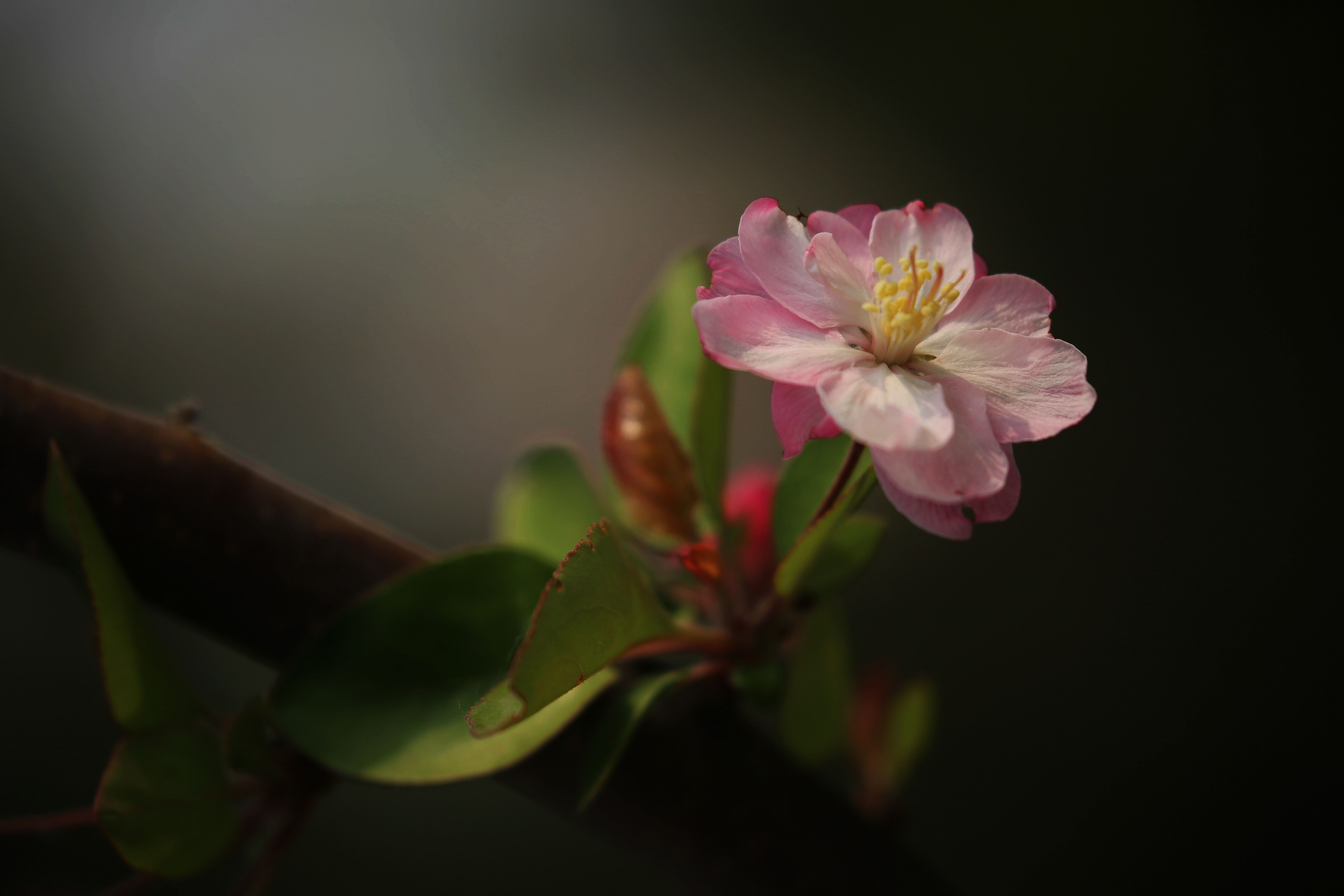 首发花萼