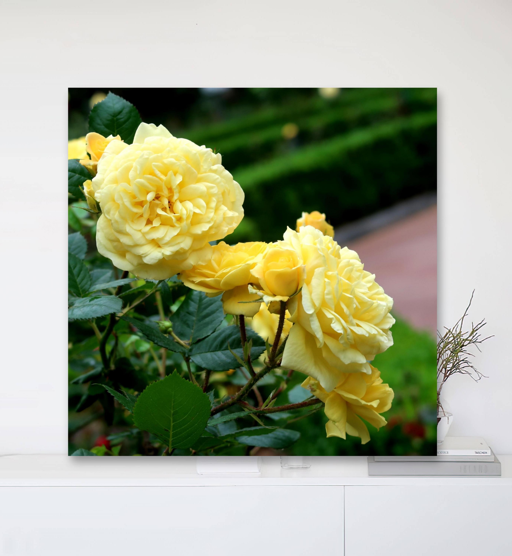 图:繁花似锦 文:部分网络