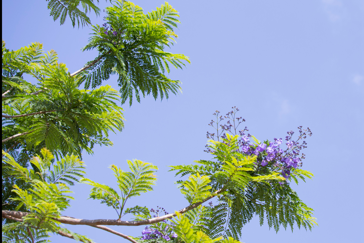 【首发】蓝花楹