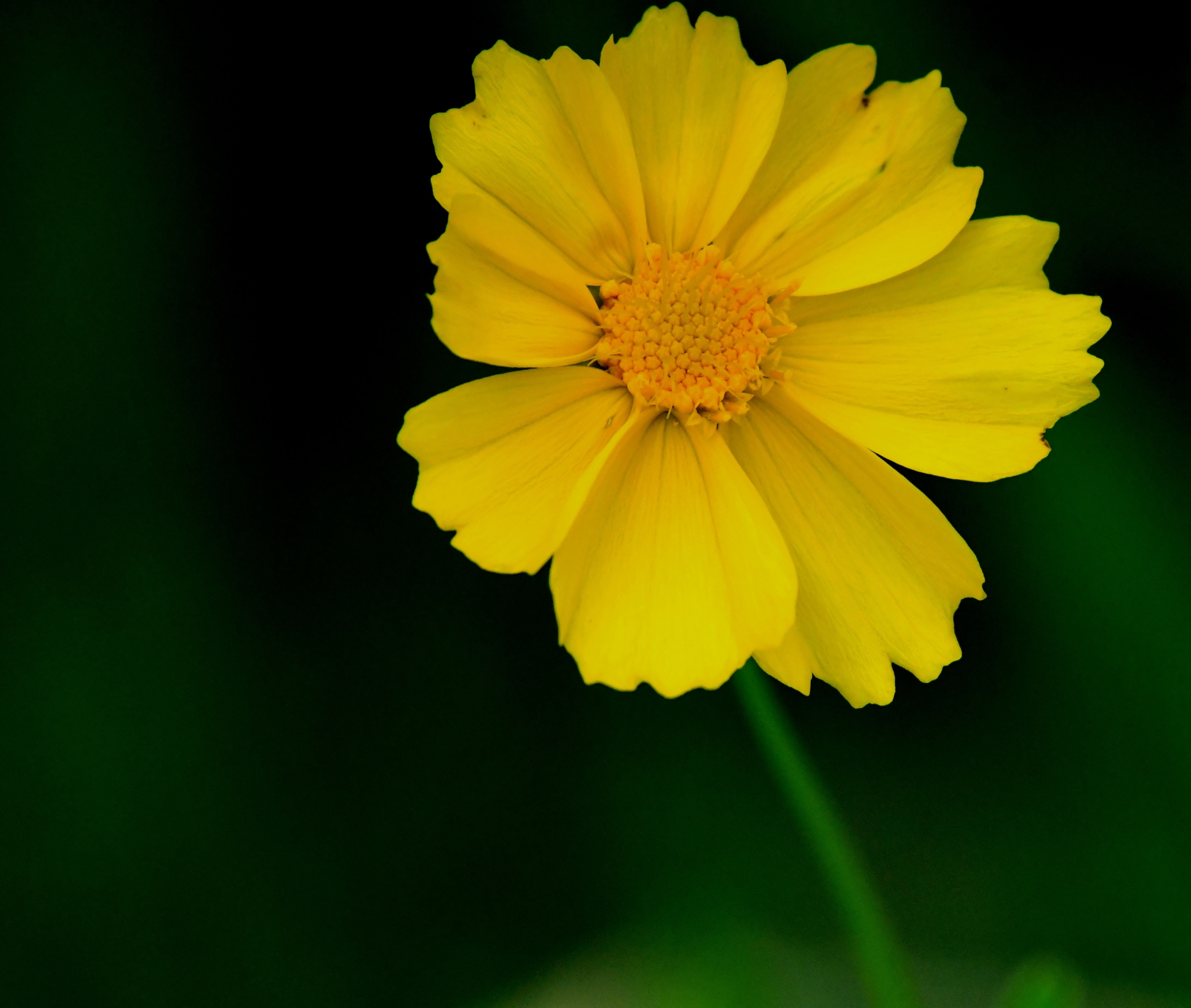 花卉摄影一一夏花艳【首发】
