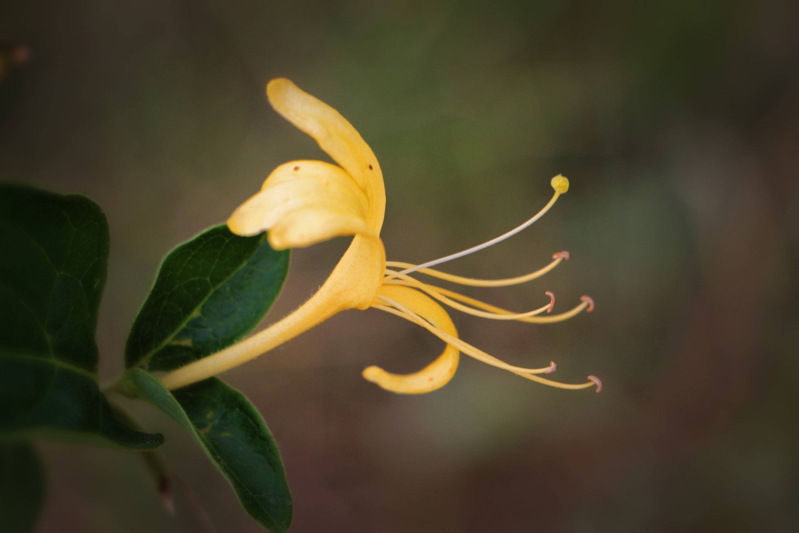 【首发】美丽绽放的金银花