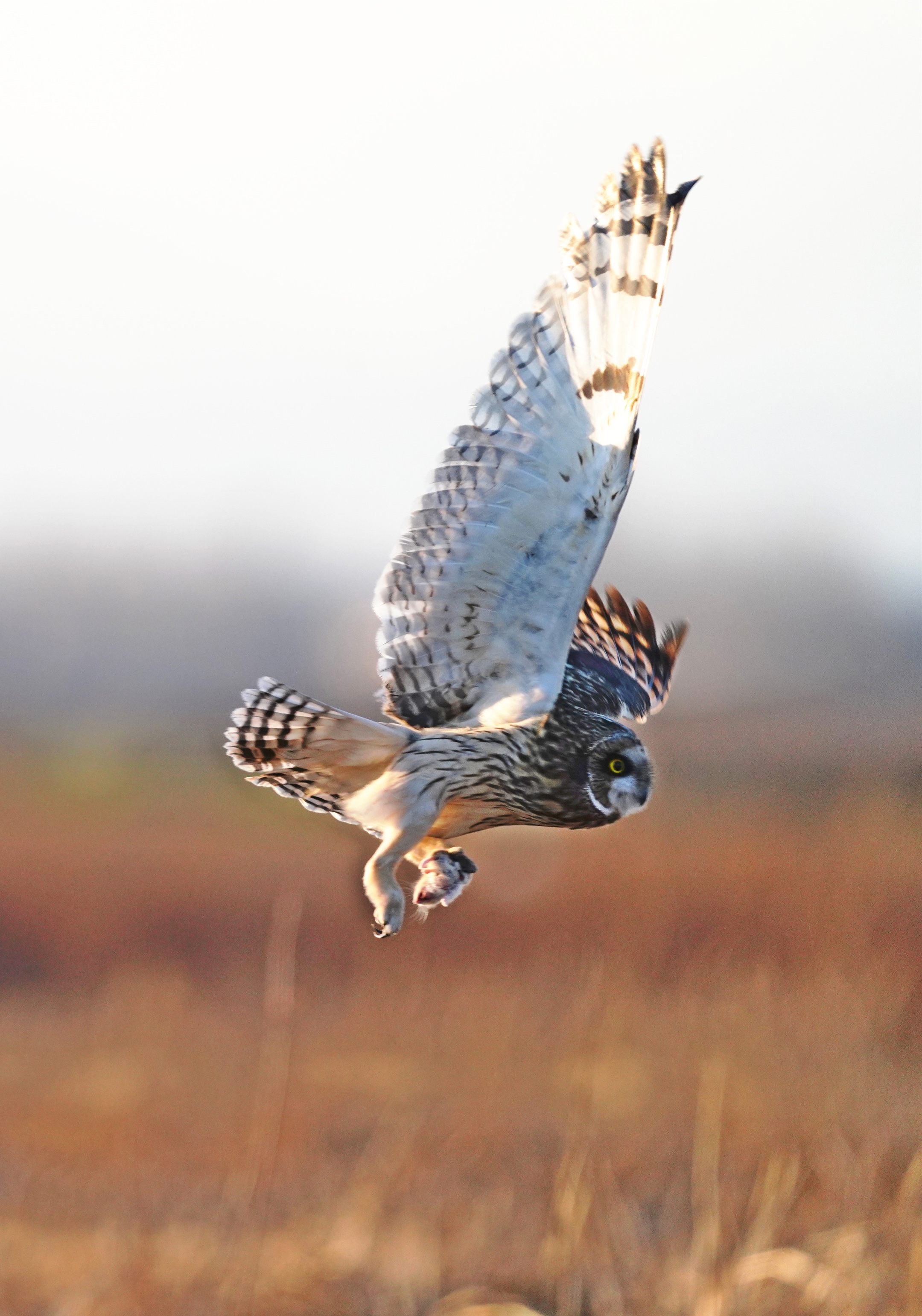 体矮,体长约38-40厘米,黄褐色鸮鸟.
