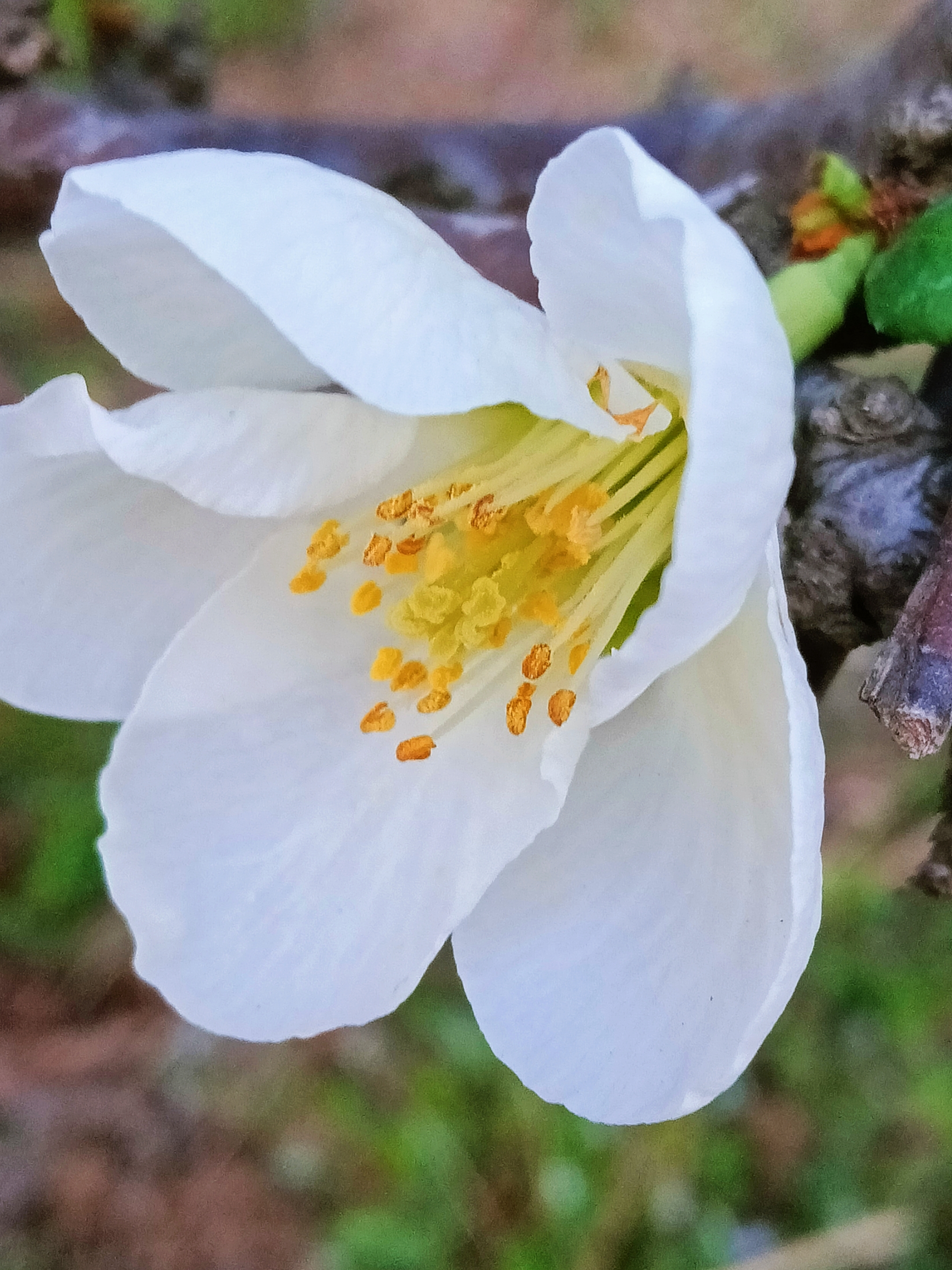 白色贴梗海棠【首发】