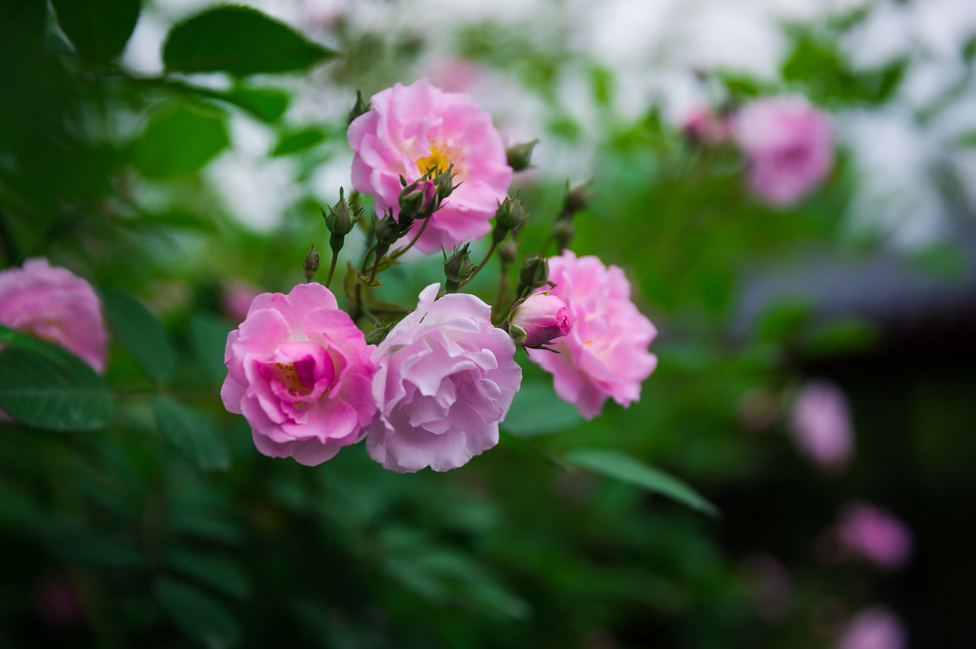 【首发】七姐妹花(五)