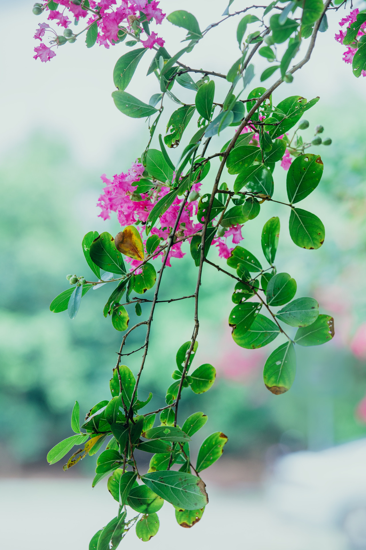 【首发】小叶紫薇(一)