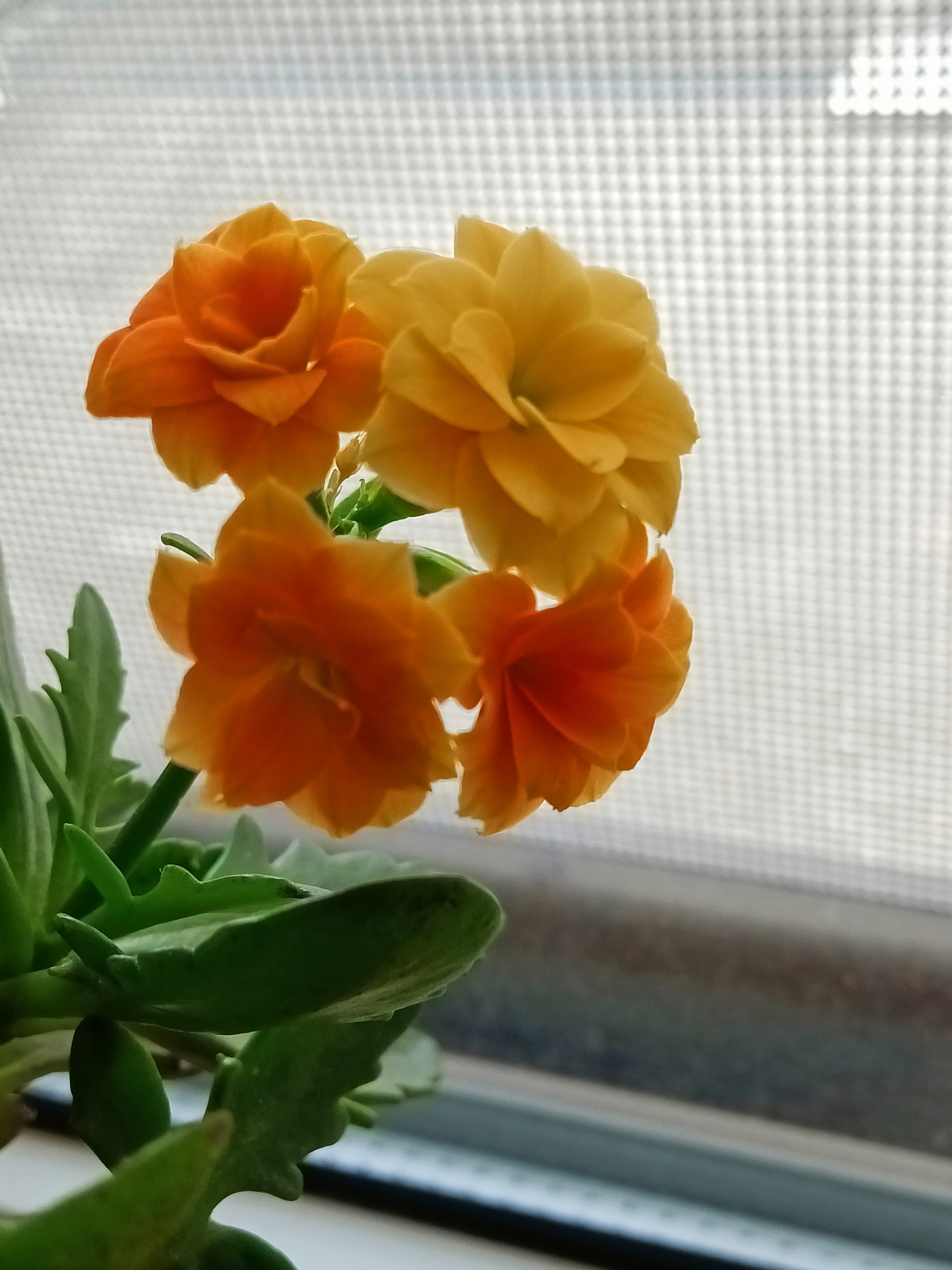 这个颜色的长寿花您见过吗首发