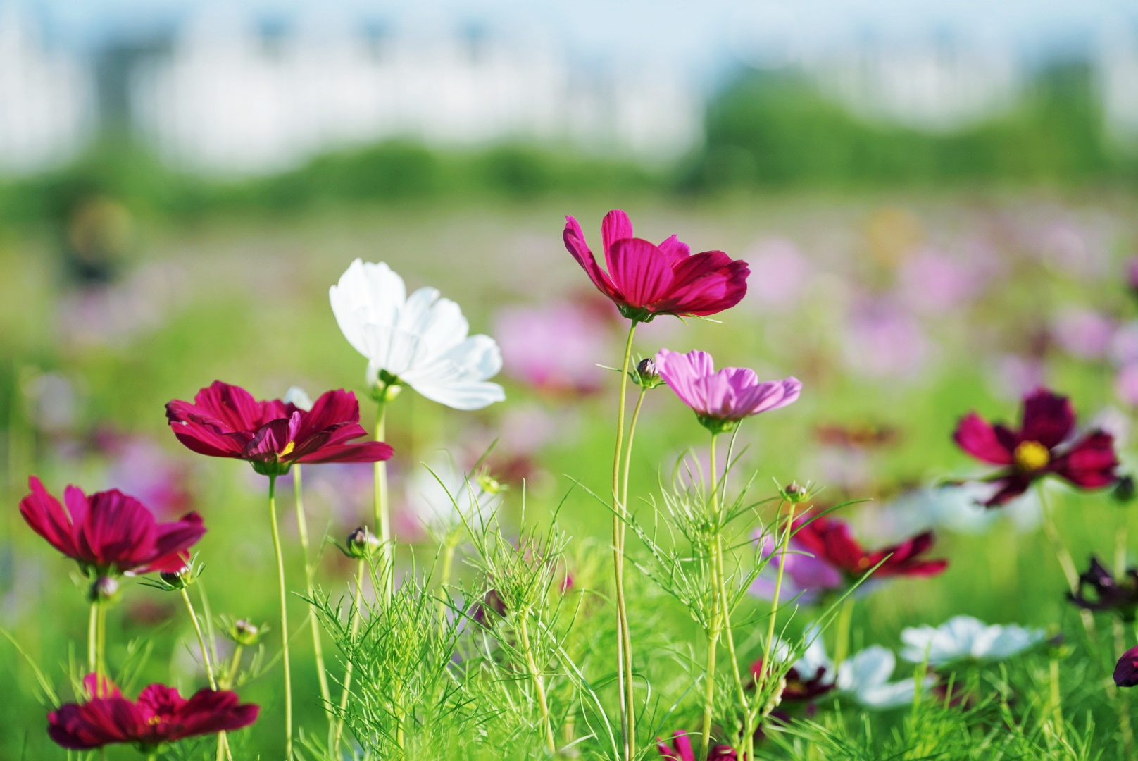 秋英～波斯菊,公园里的小小花仙子,色彩缤纷,花枝招展.