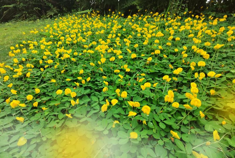 微距拍摄:蔓花生