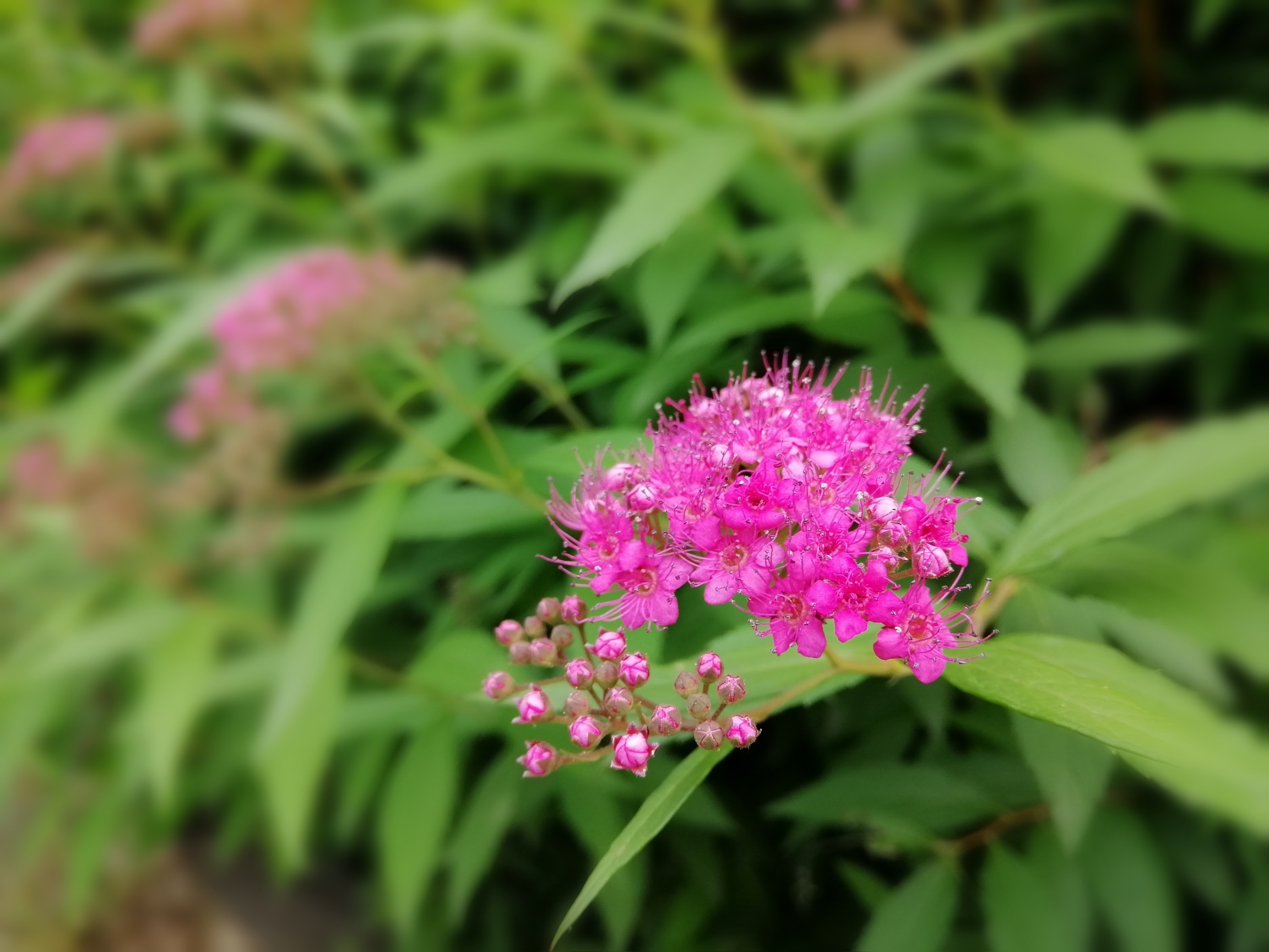 常见的有金山绣线菊,金焰绣线菊,珍珠绣线菊,红花绣线菊,粉花绣线菊