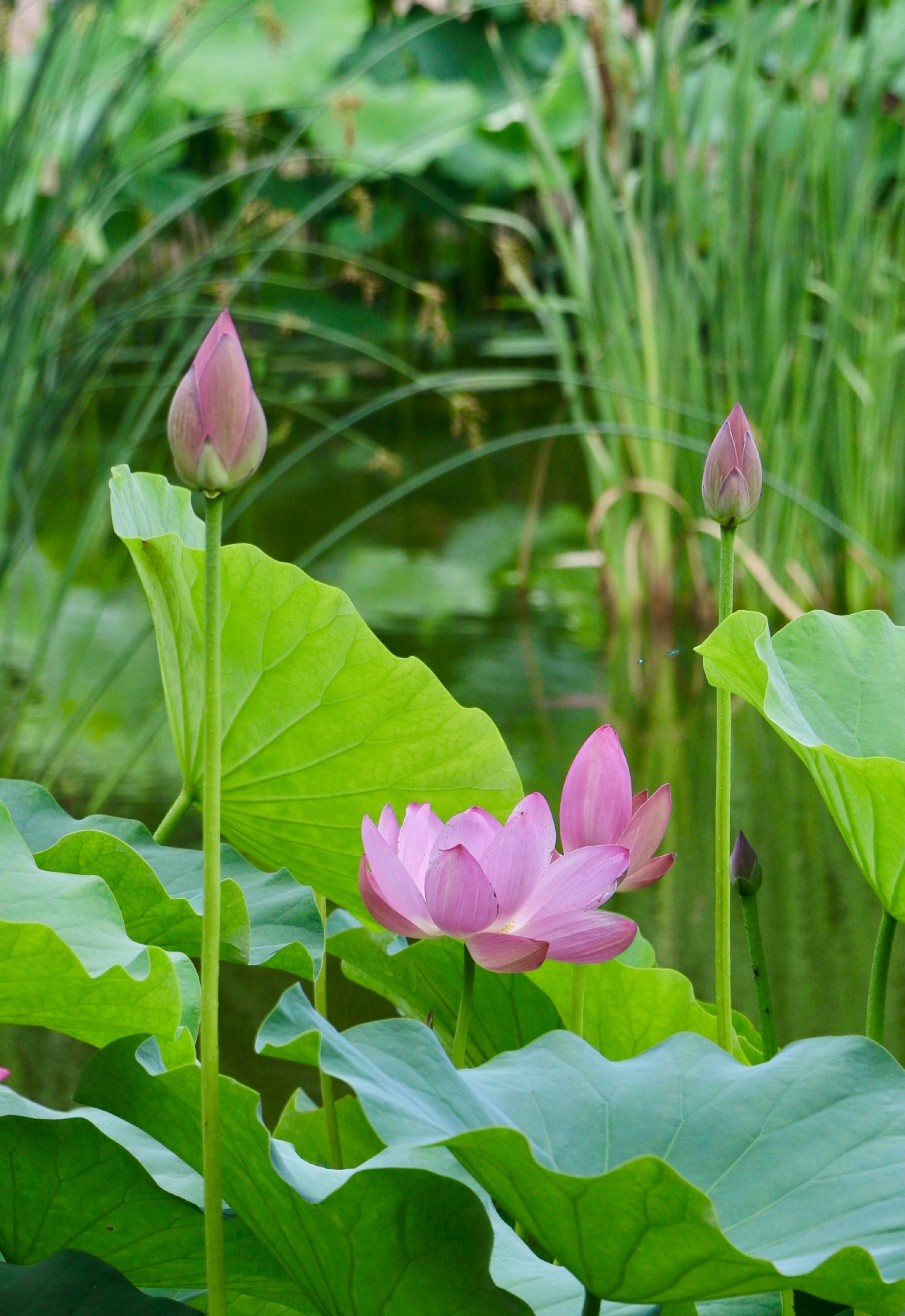 【首发】夏日 · 清荷(四)