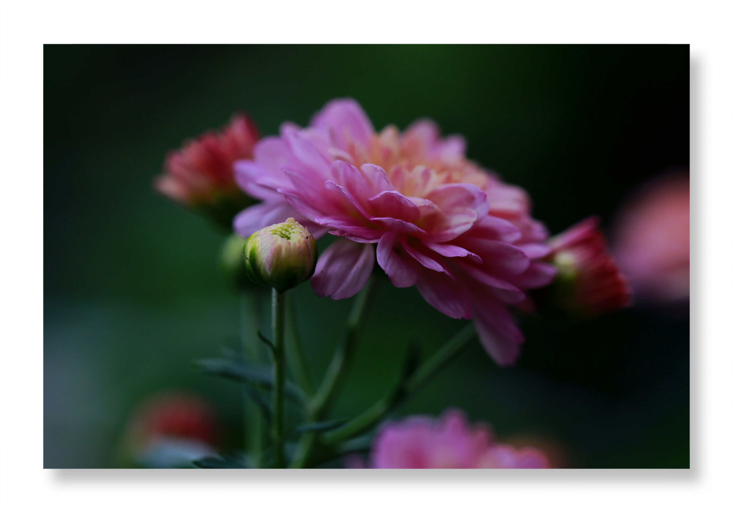 【首发】我镜头下的千头菊