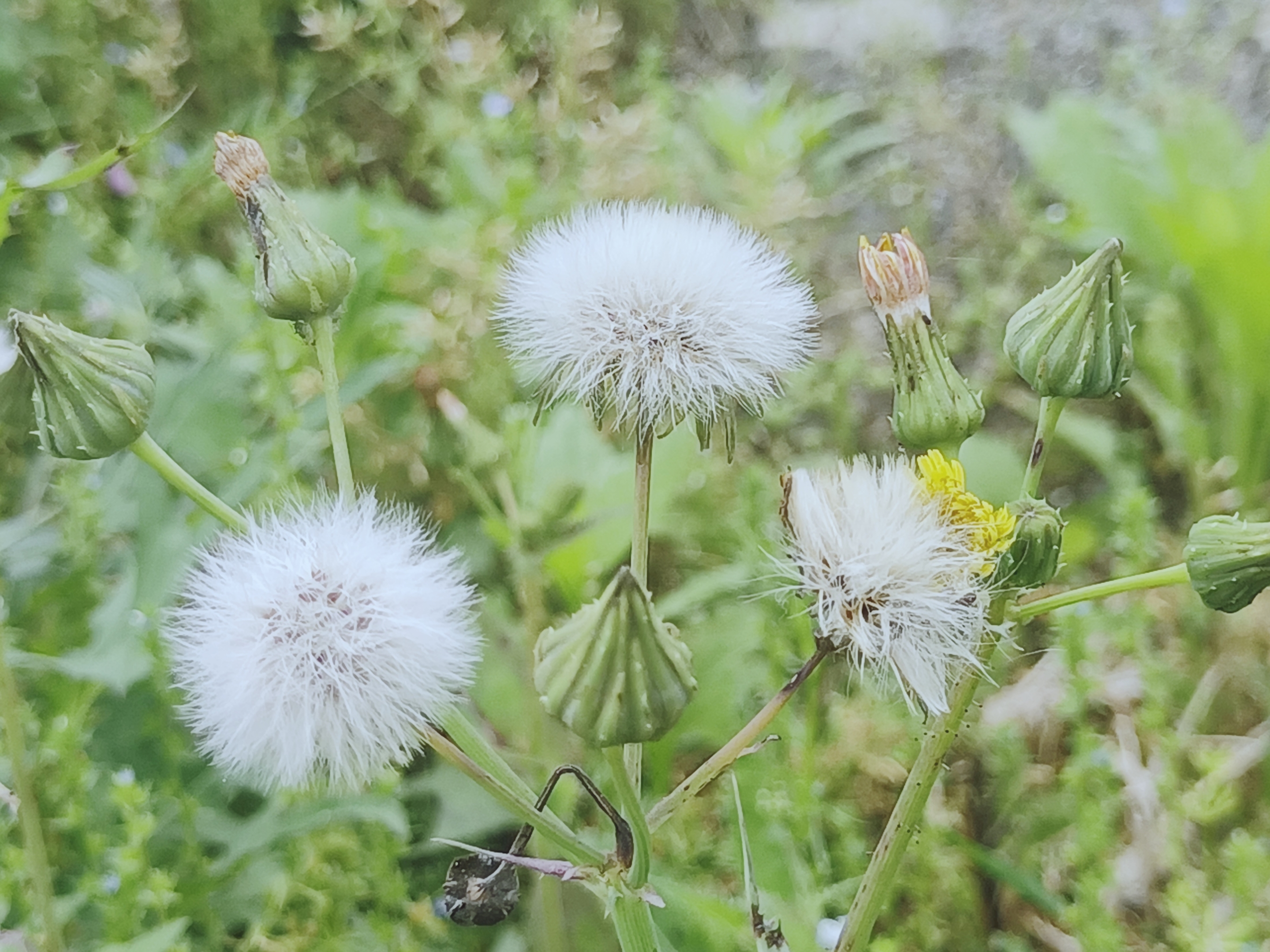 【摄影首发】微距下的苣荬菜