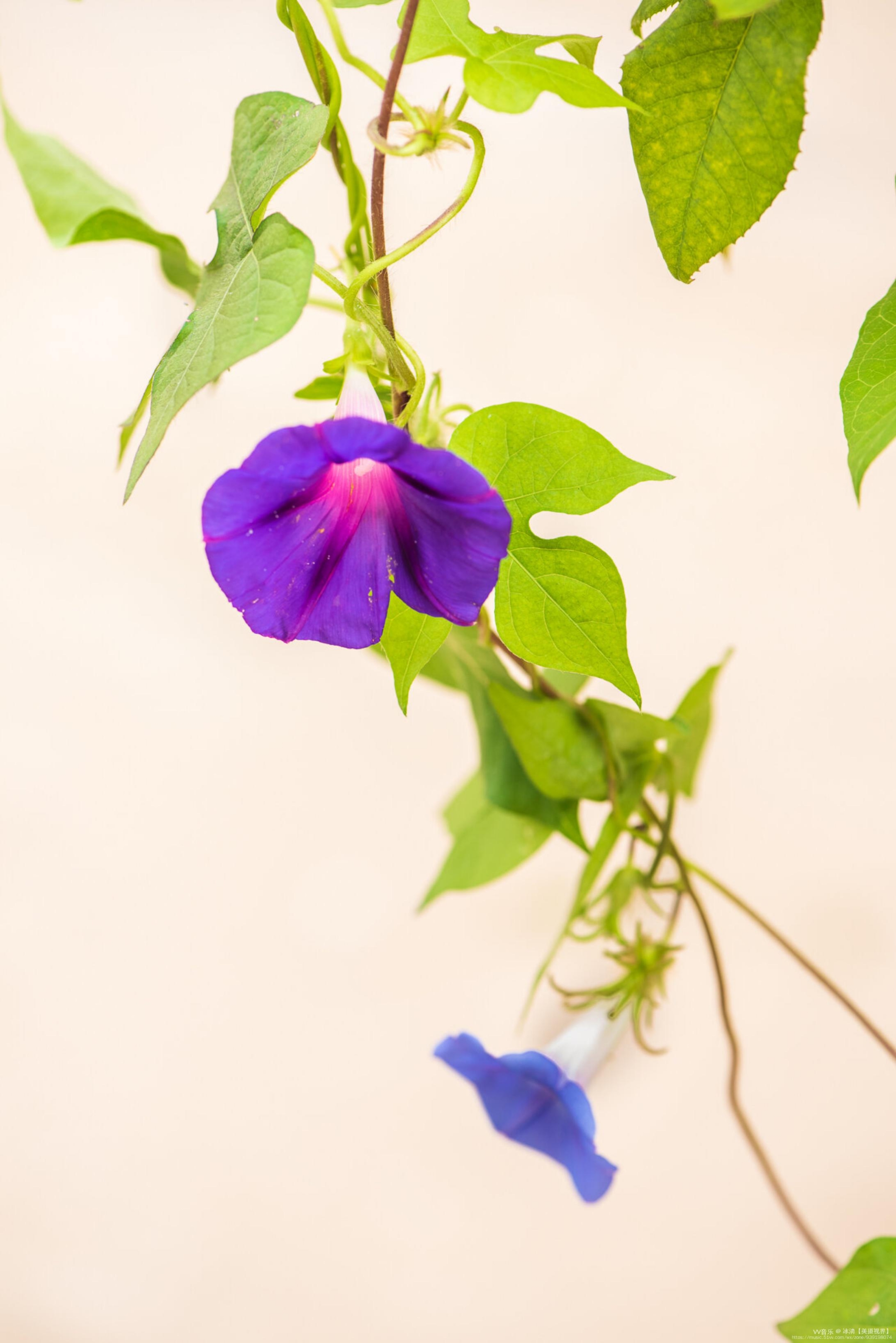 绿蔓如藤不用栽淡青花绕竹篱开首发