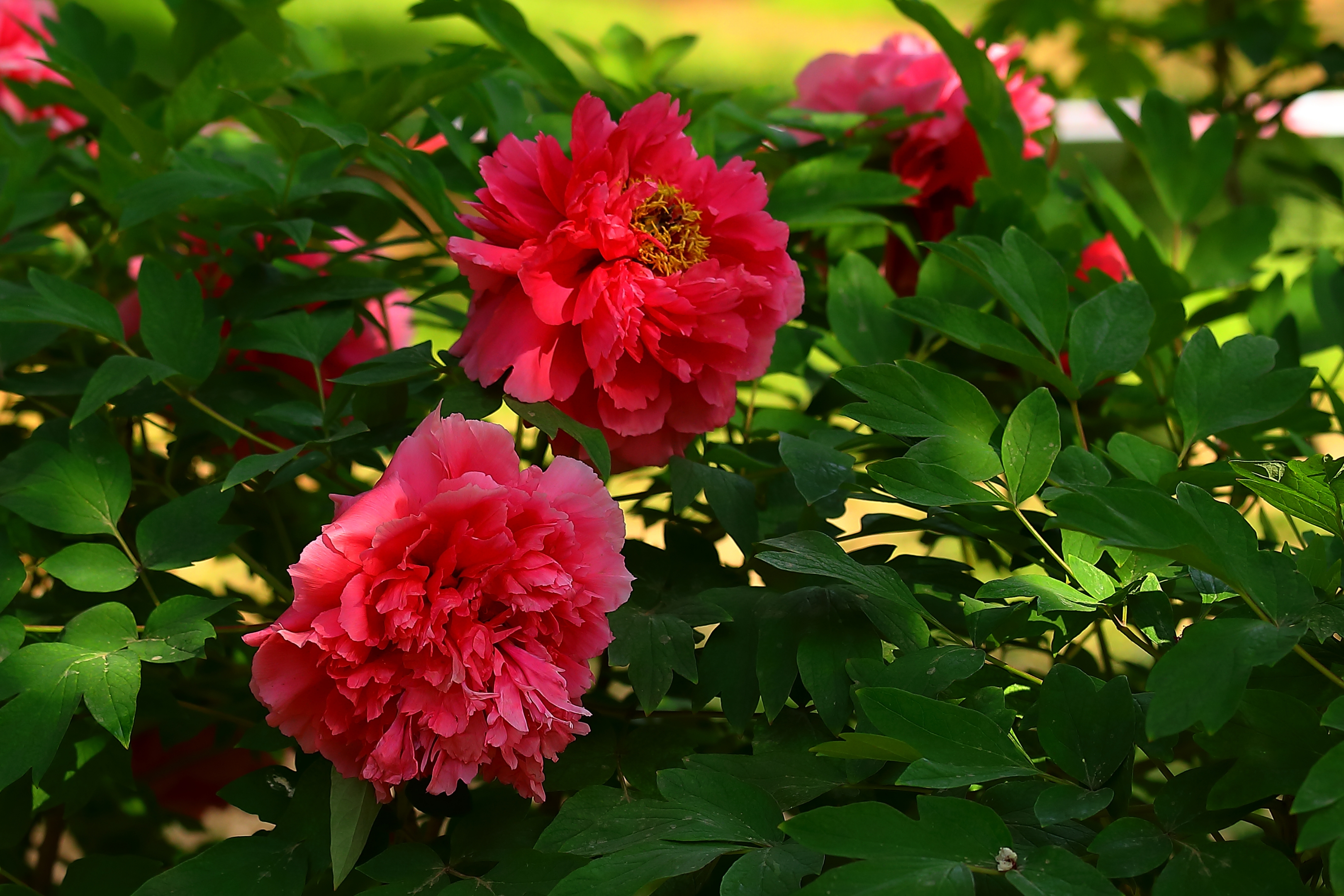 【首发】百花丛中最鲜艳牡丹