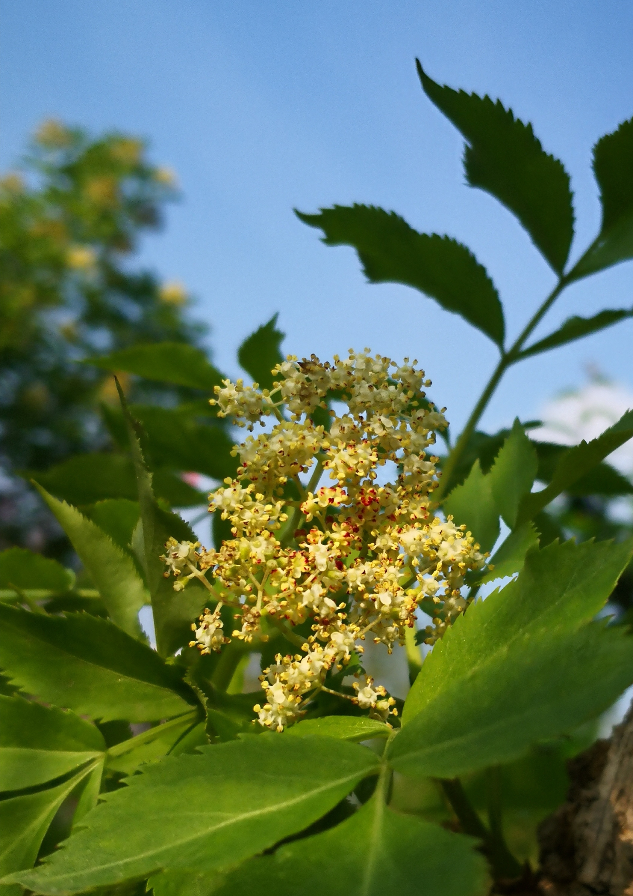 【首发】淡雅芬芳接骨木(一)