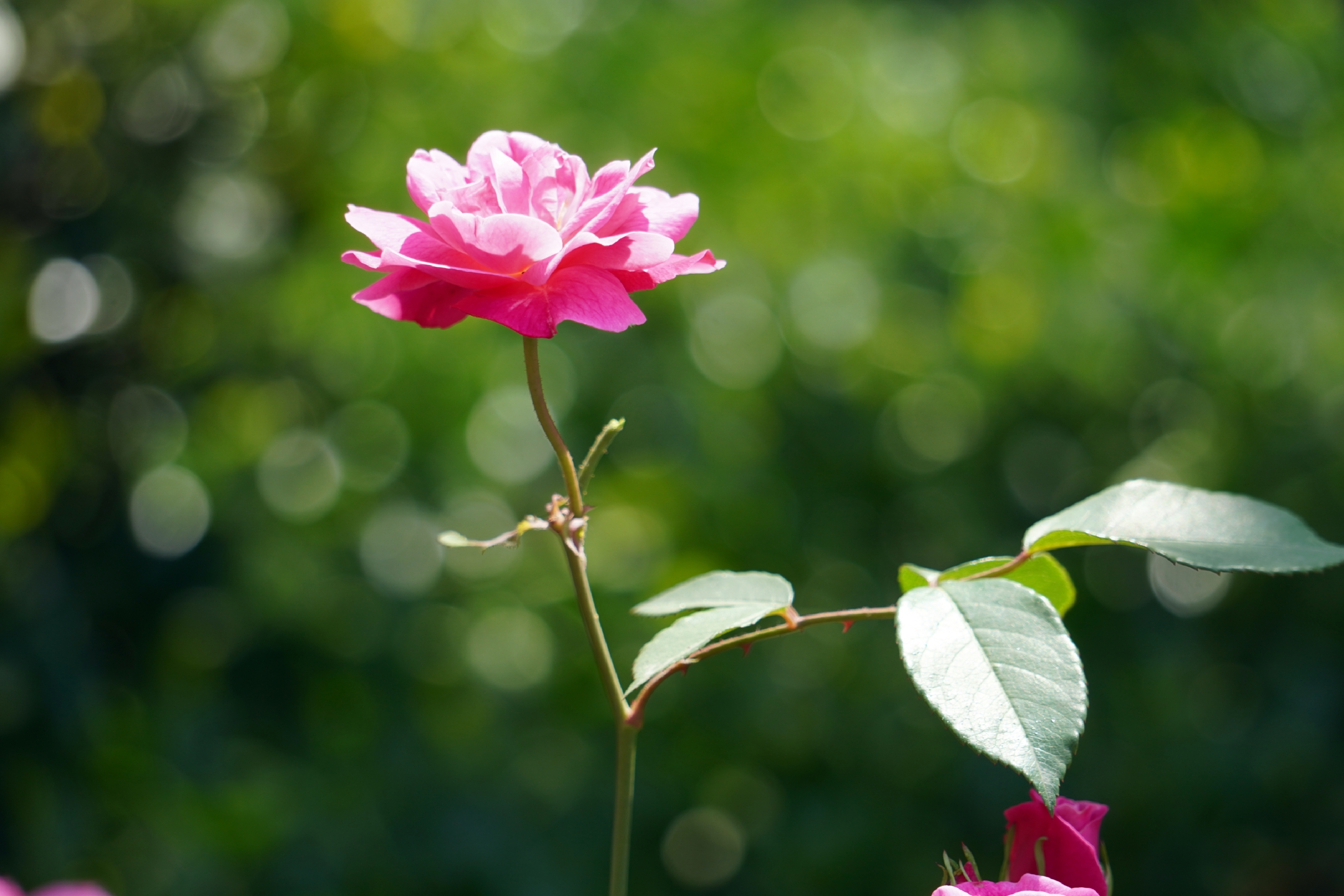 蔷薇花开【原创首发】