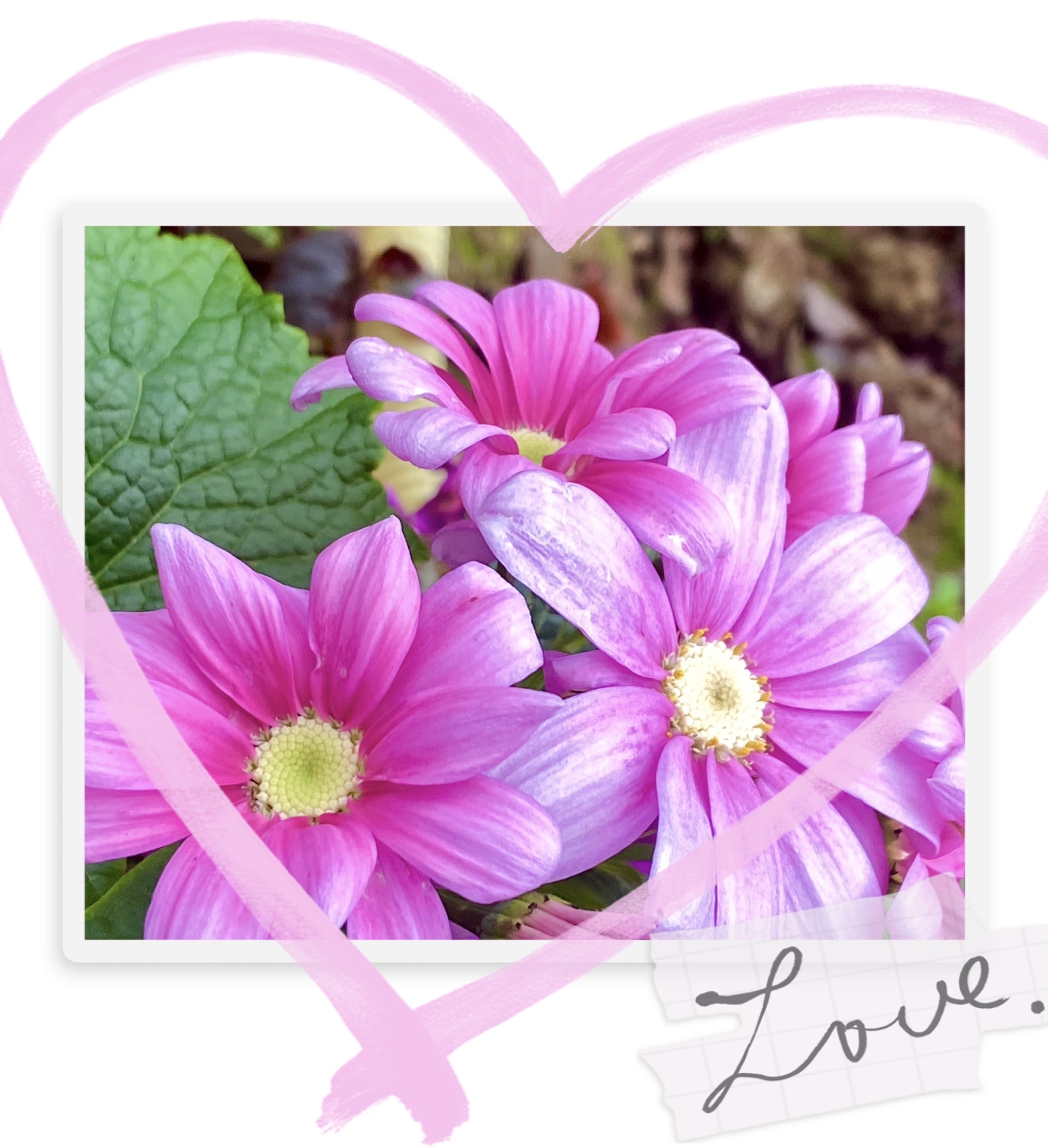 【首发】粉色瓜叶菊