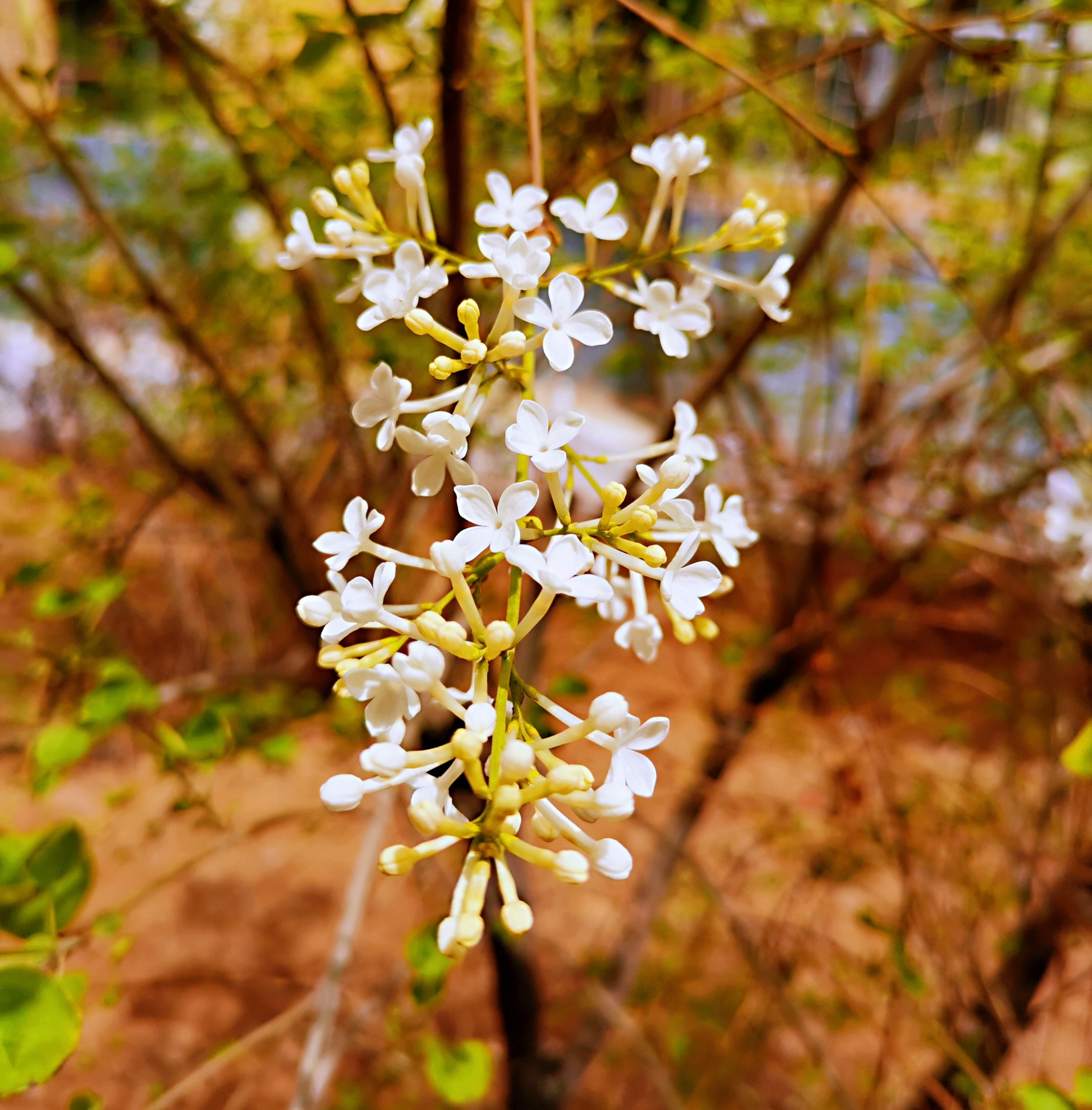 丁香花有毒吗图片