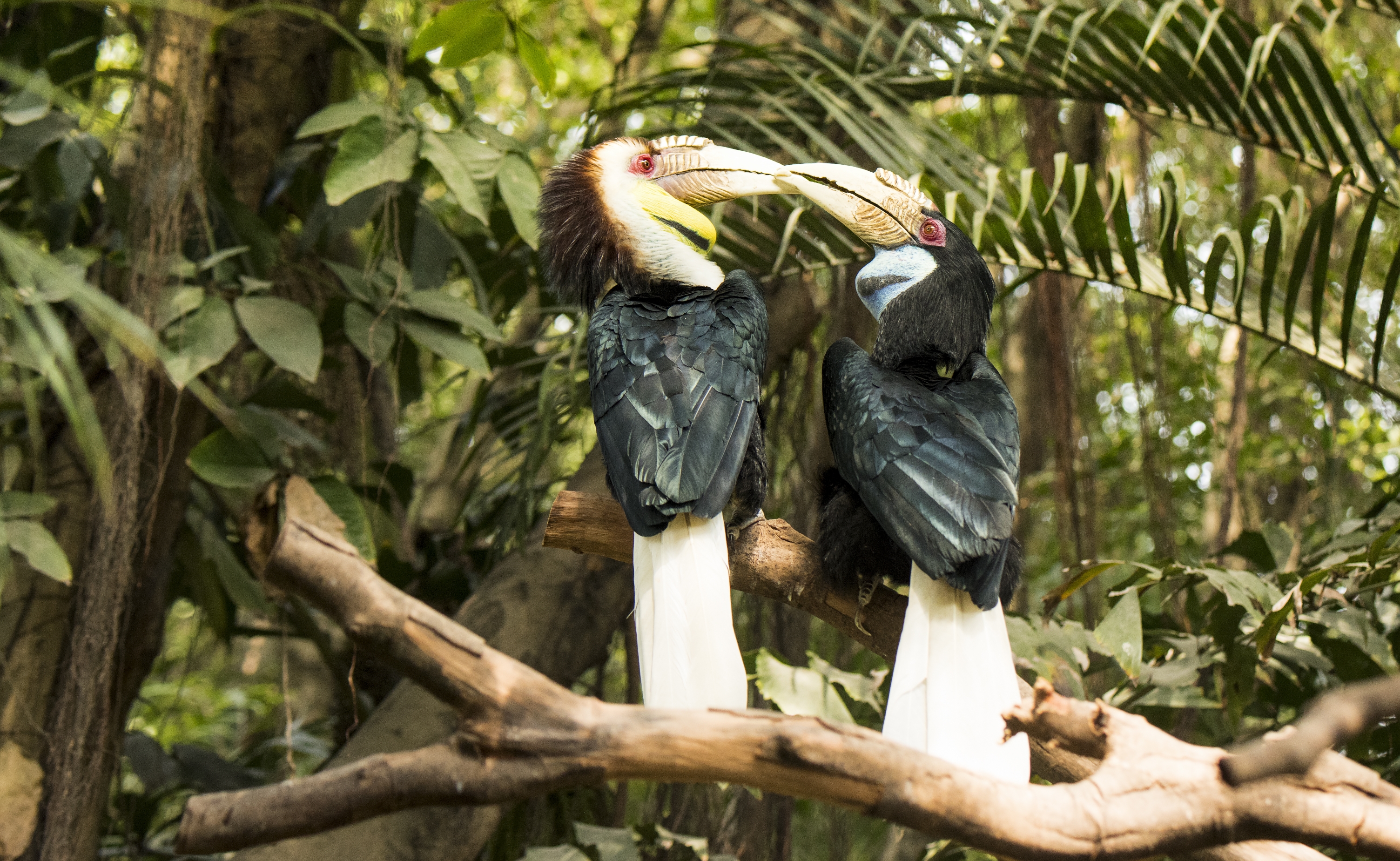 大嘴犀鸟的爱情故事首发