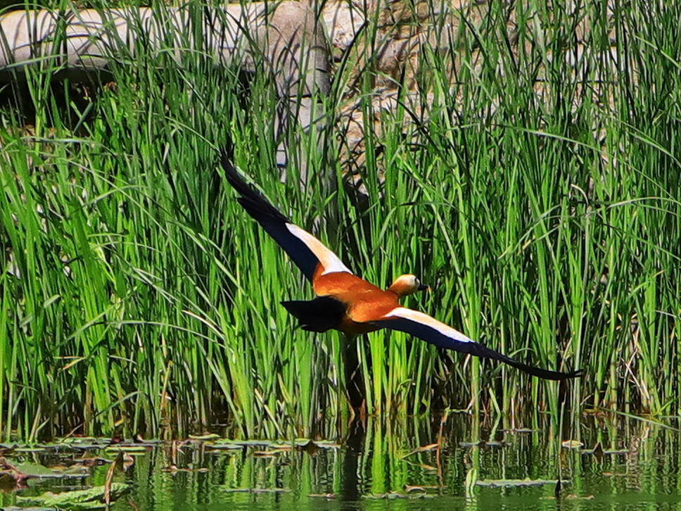 【首发】金鸭翱翔展英姿(8)