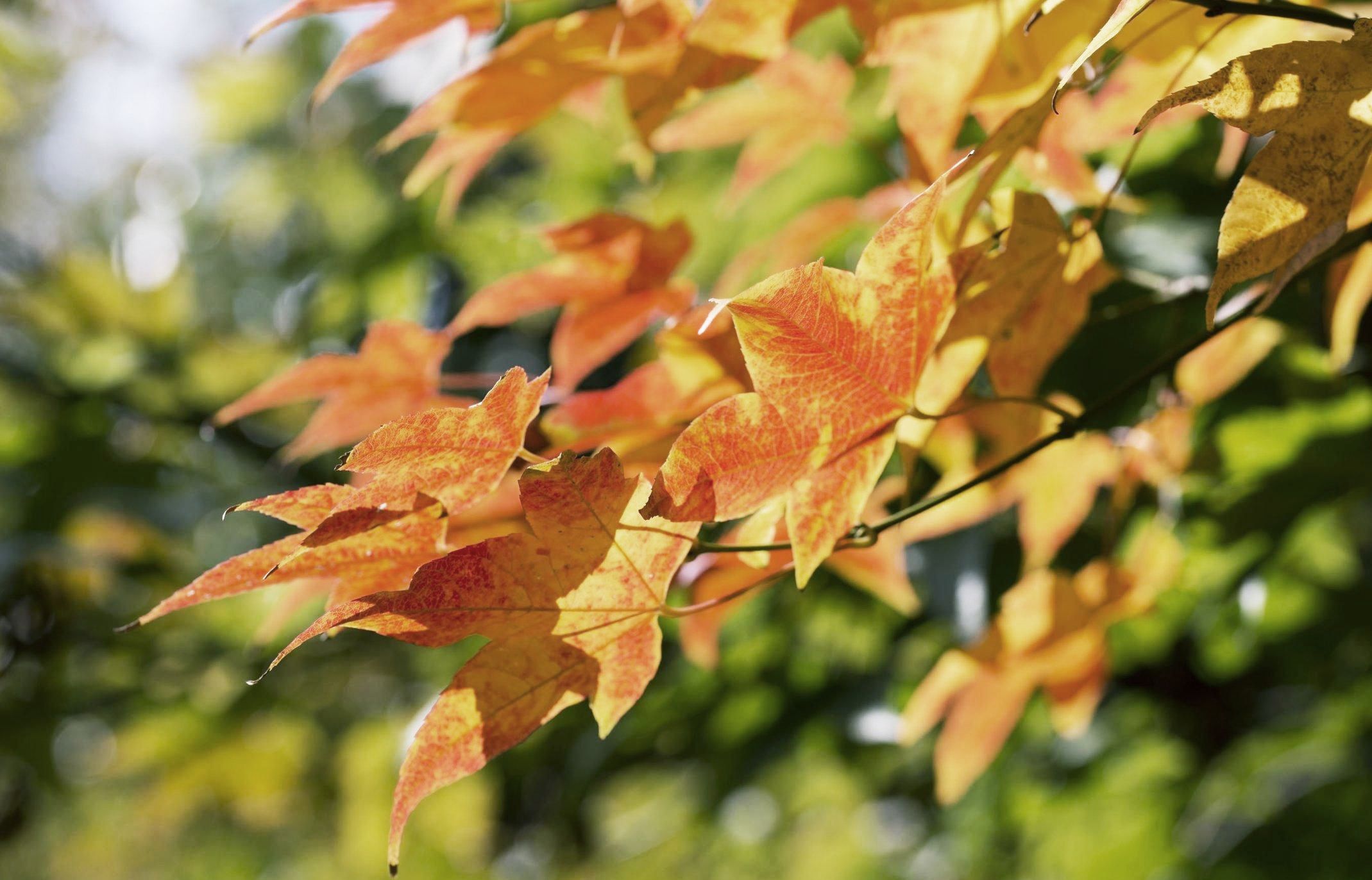 【首发】清秋静美枫叶黄