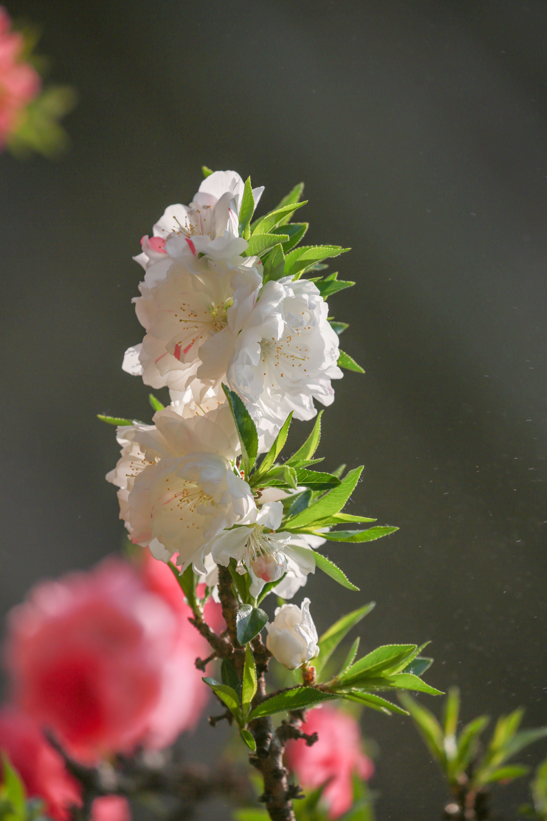 桃花的种类颜色