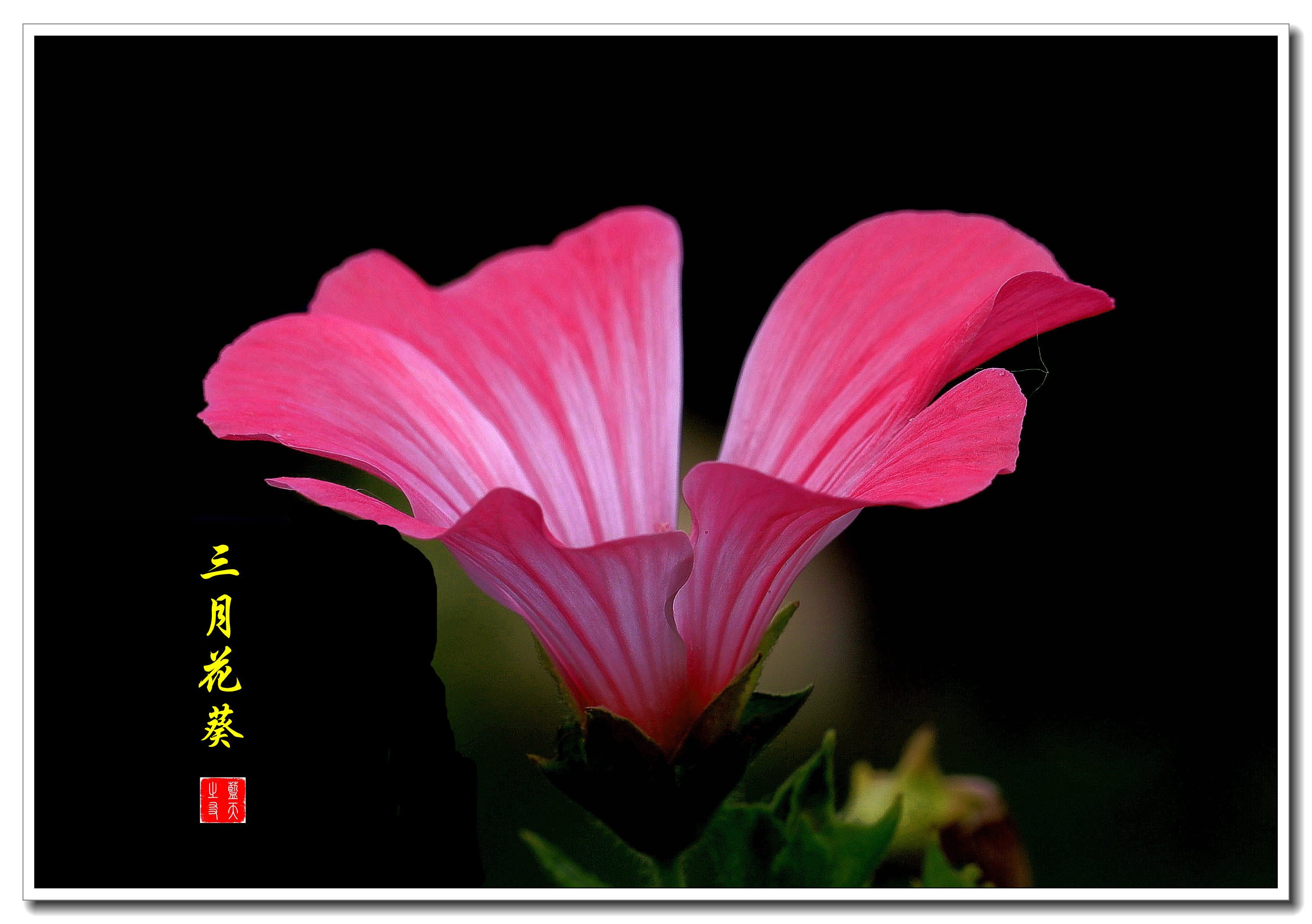 首发三月花葵