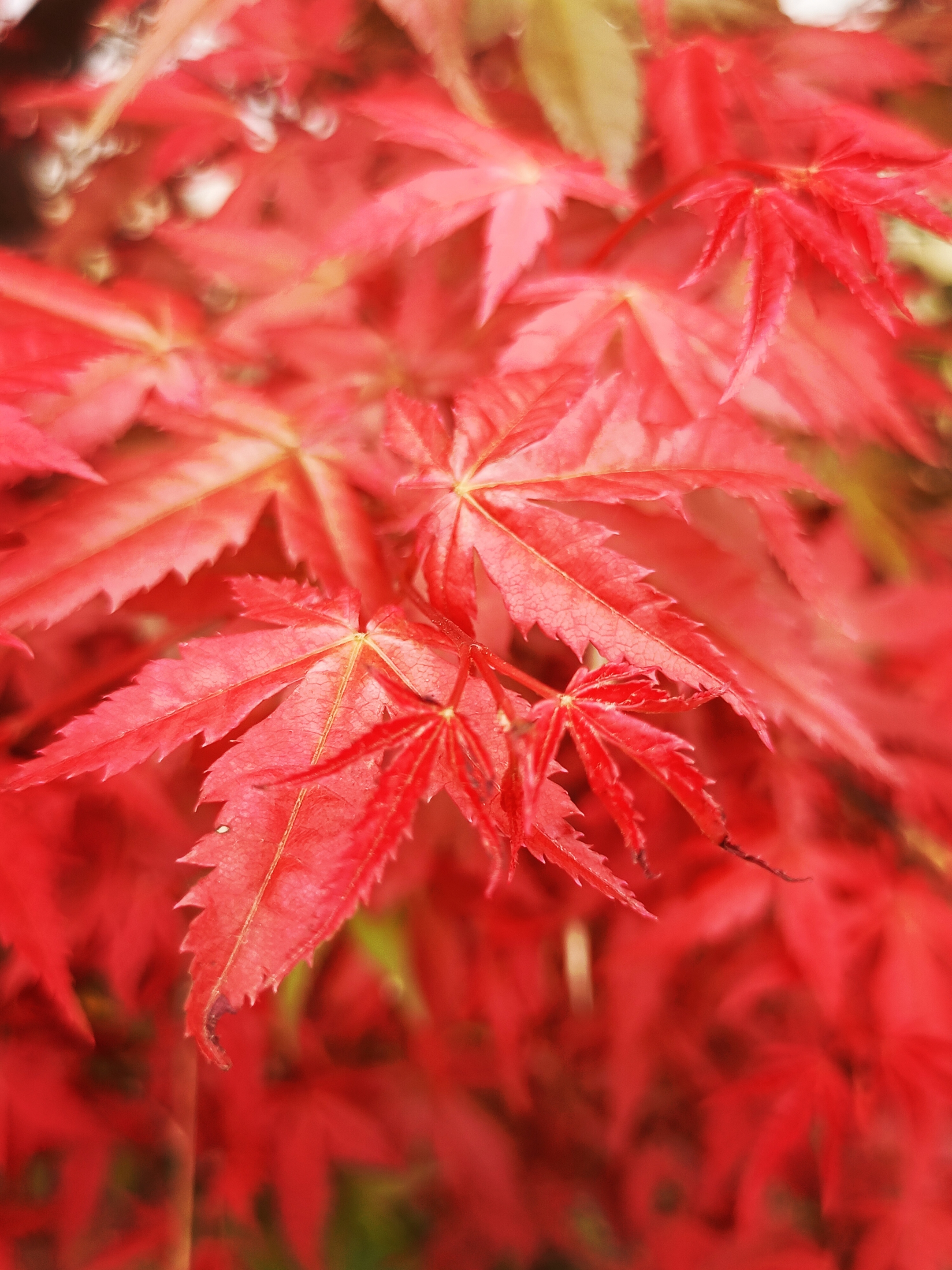 【摄影首发】红枫