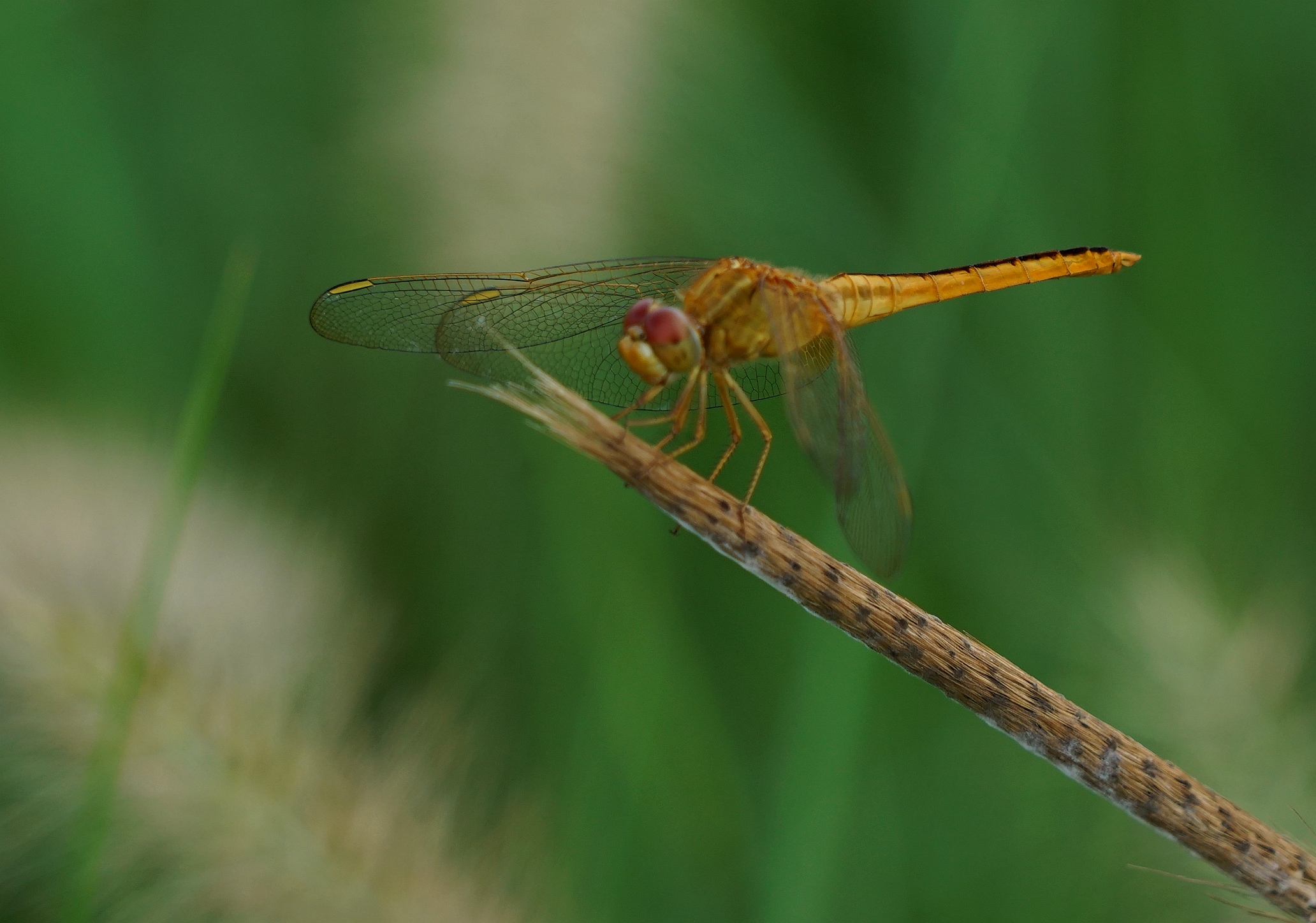 夏日蜻蜓拍不够