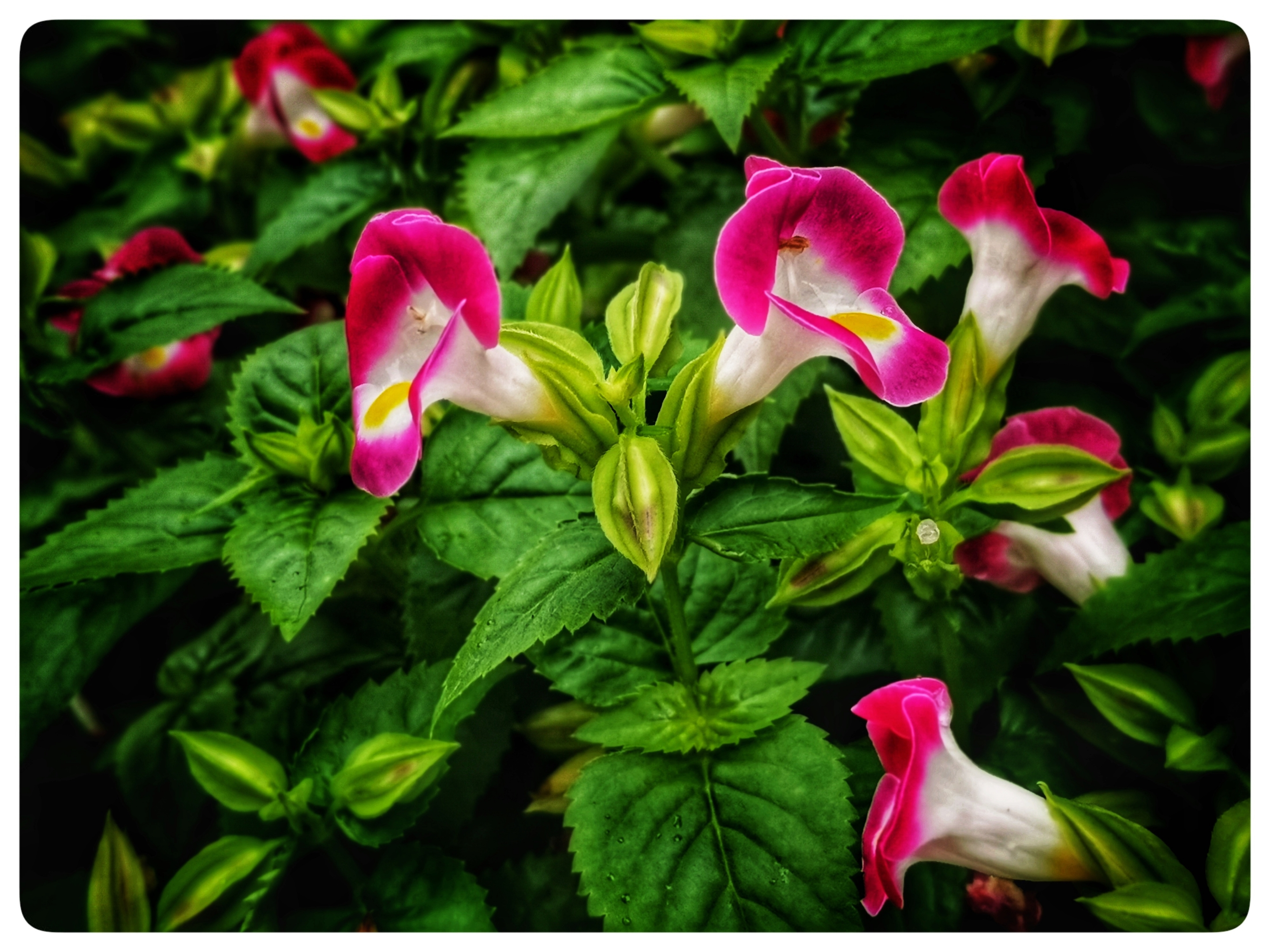 让人思念的蓝猪耳花原创首发