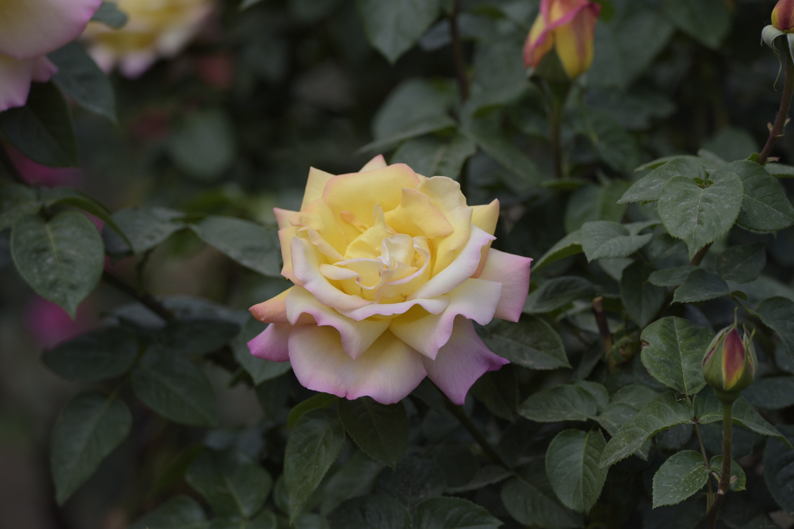 花中皇后——月季(首发)