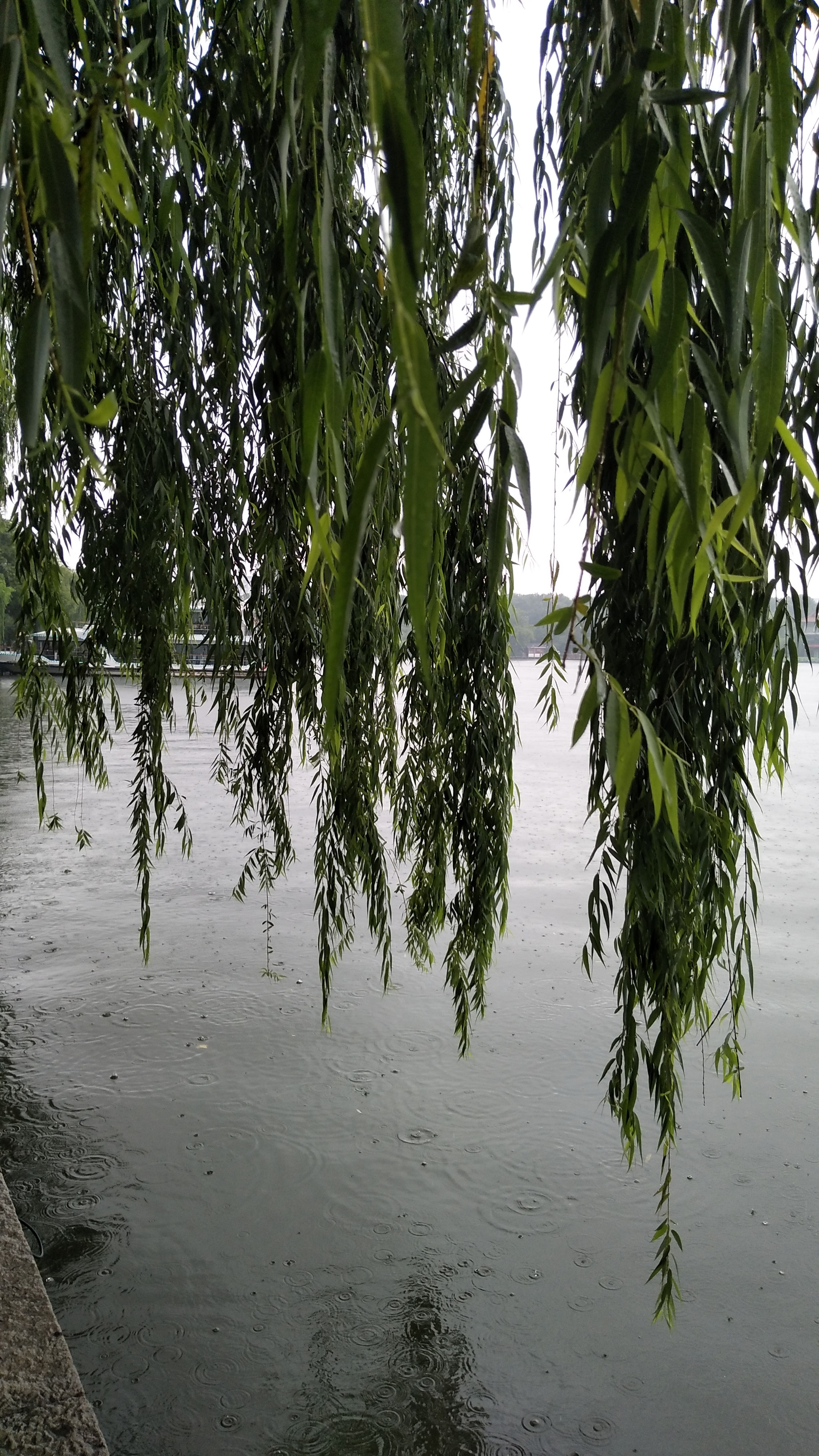 雨中的柳树图片图片